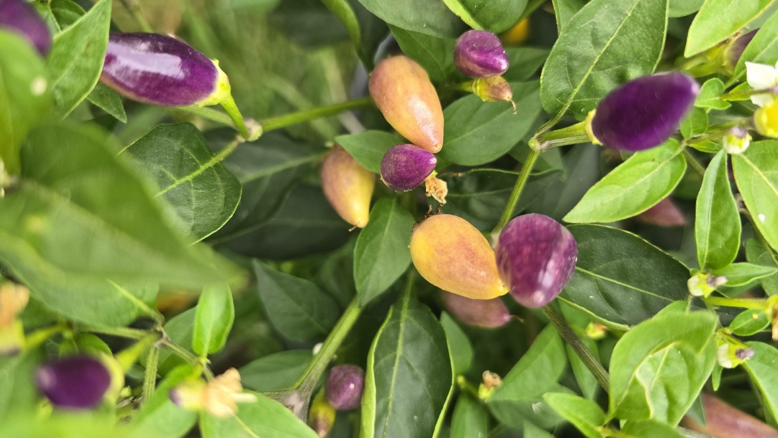 Numex Twilight Chilli Seeds - Image 11