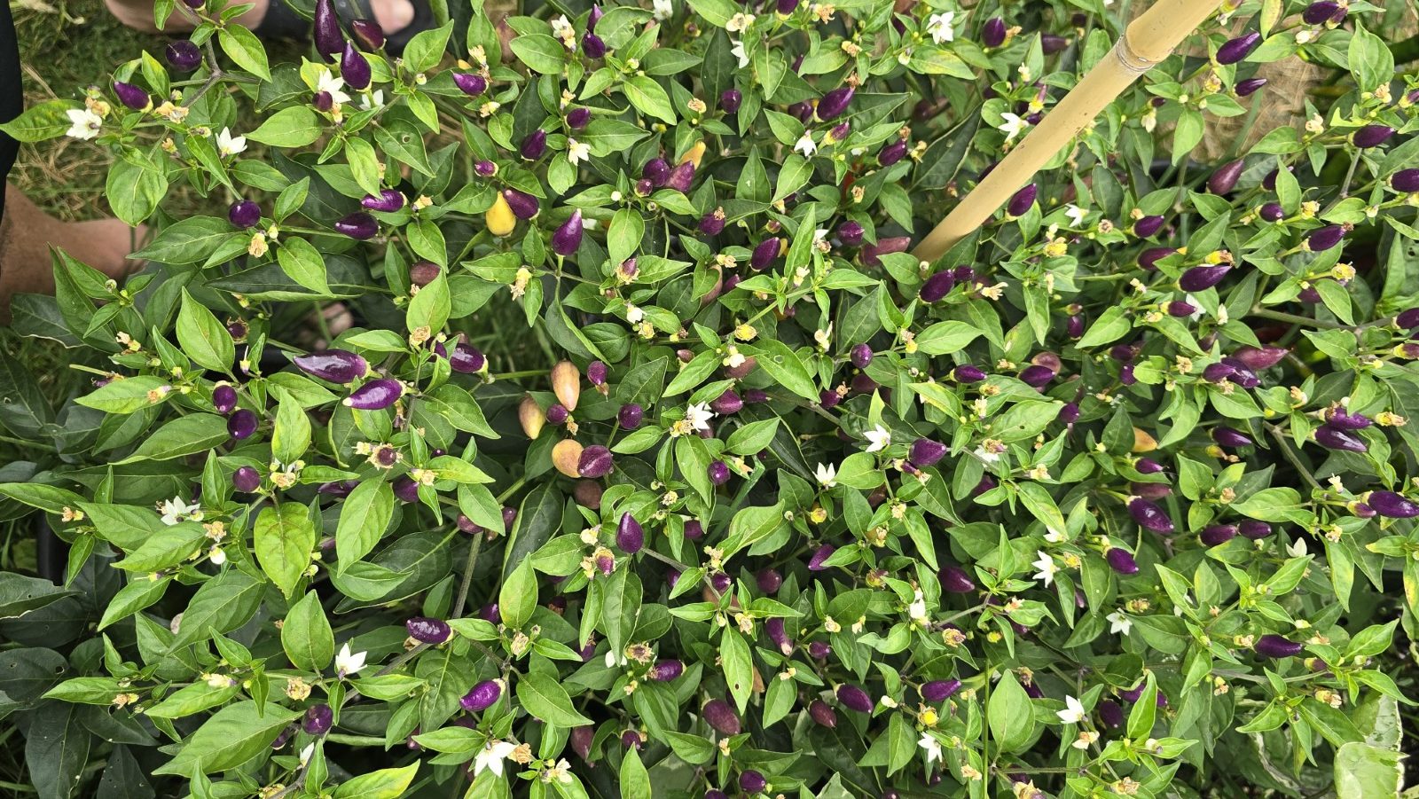 Numex Twilight Chilli Seeds - Image 2