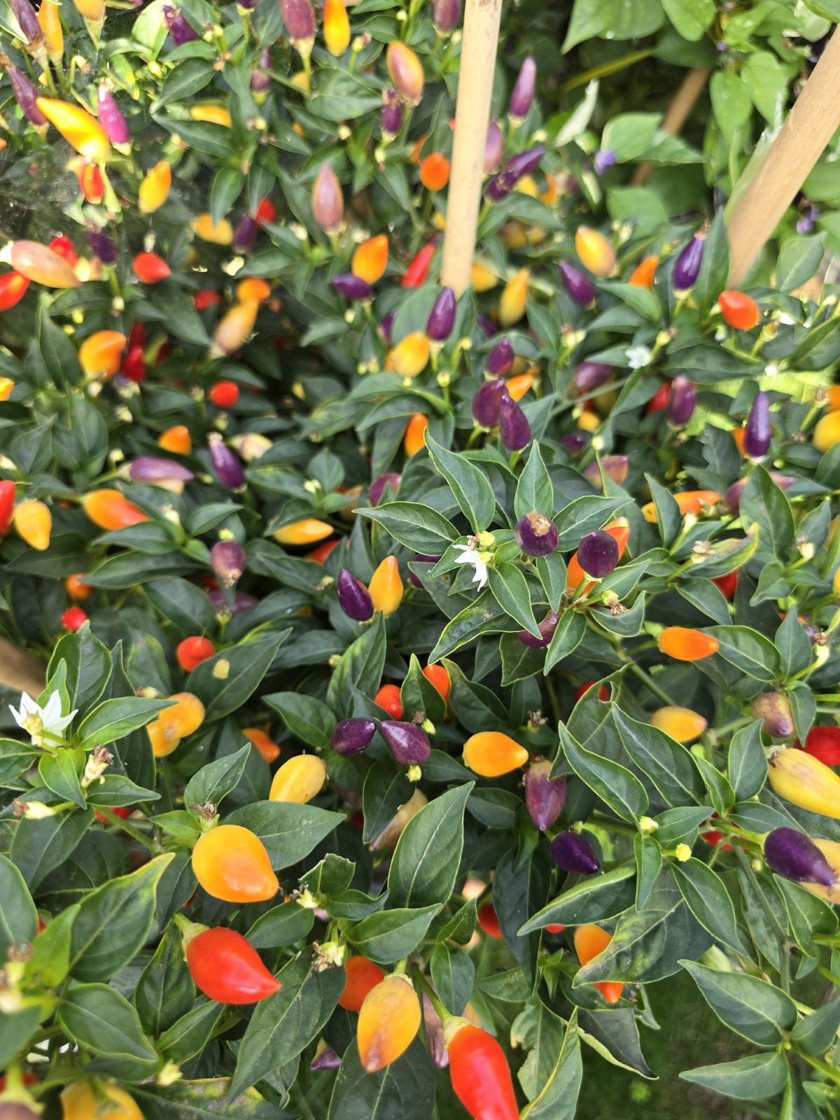 Numex Twilight Chilli Seeds - Image 3