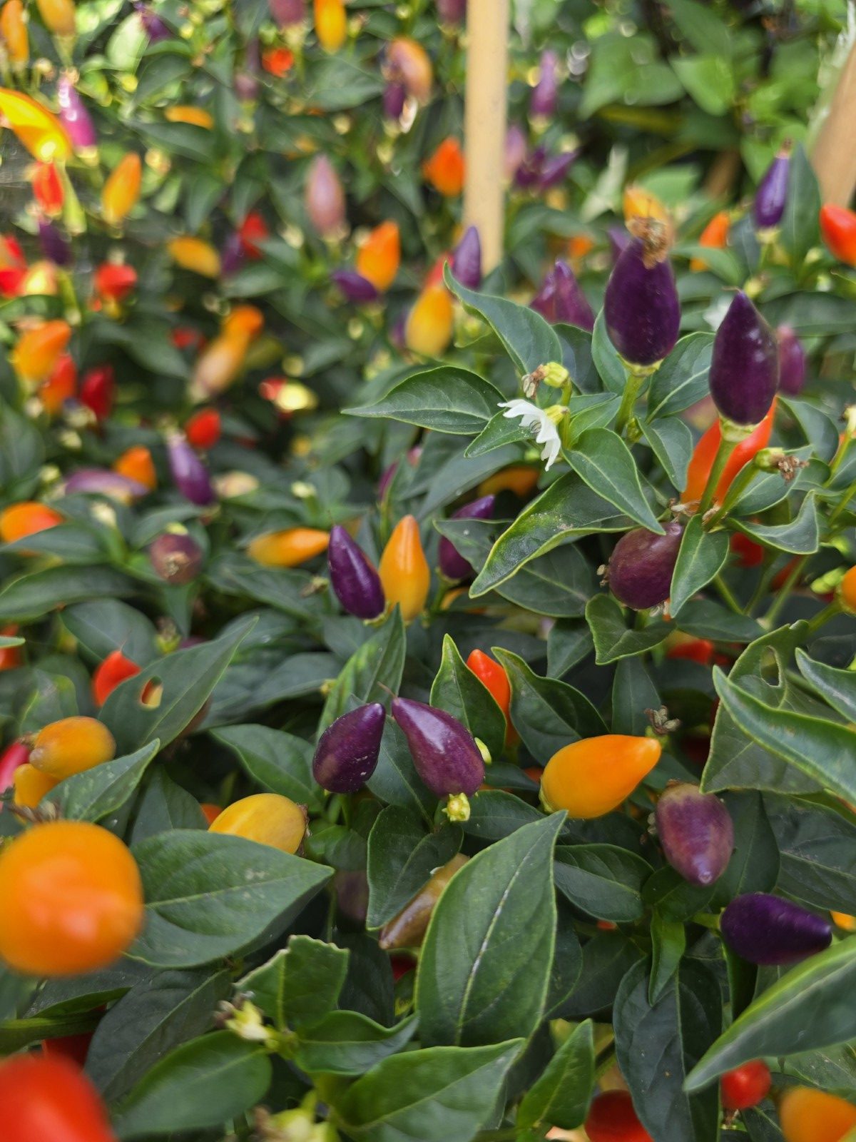 Numex Twilight Chilli Seeds - Image 4