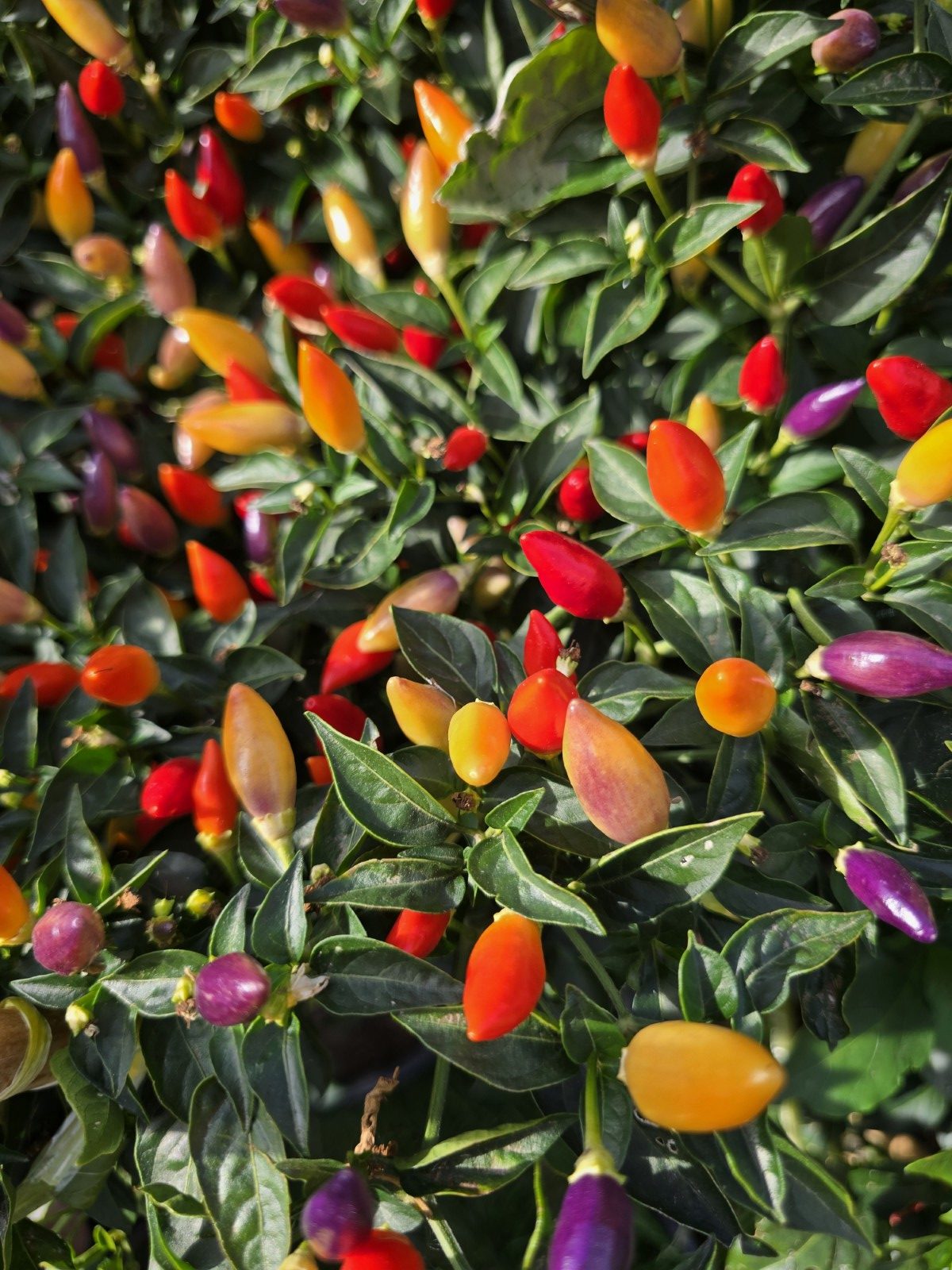 Numex Twilight Chilli Seeds - Image 5