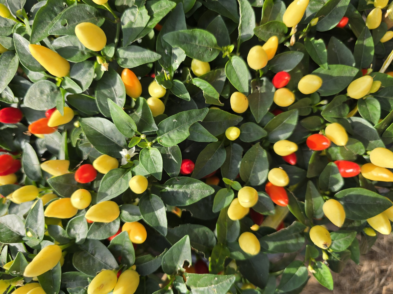 Numex Twilight Chilli Seeds - Image 6