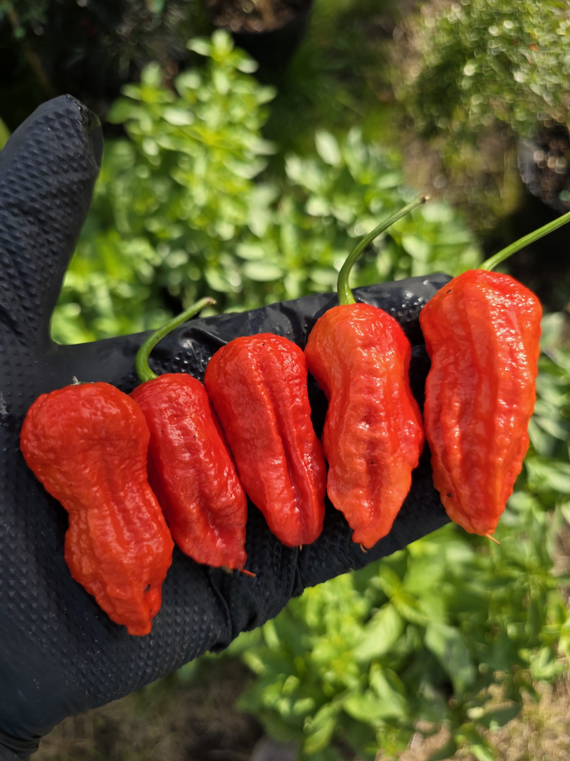 Burmese Naga Chilli Seeds - Image 2
