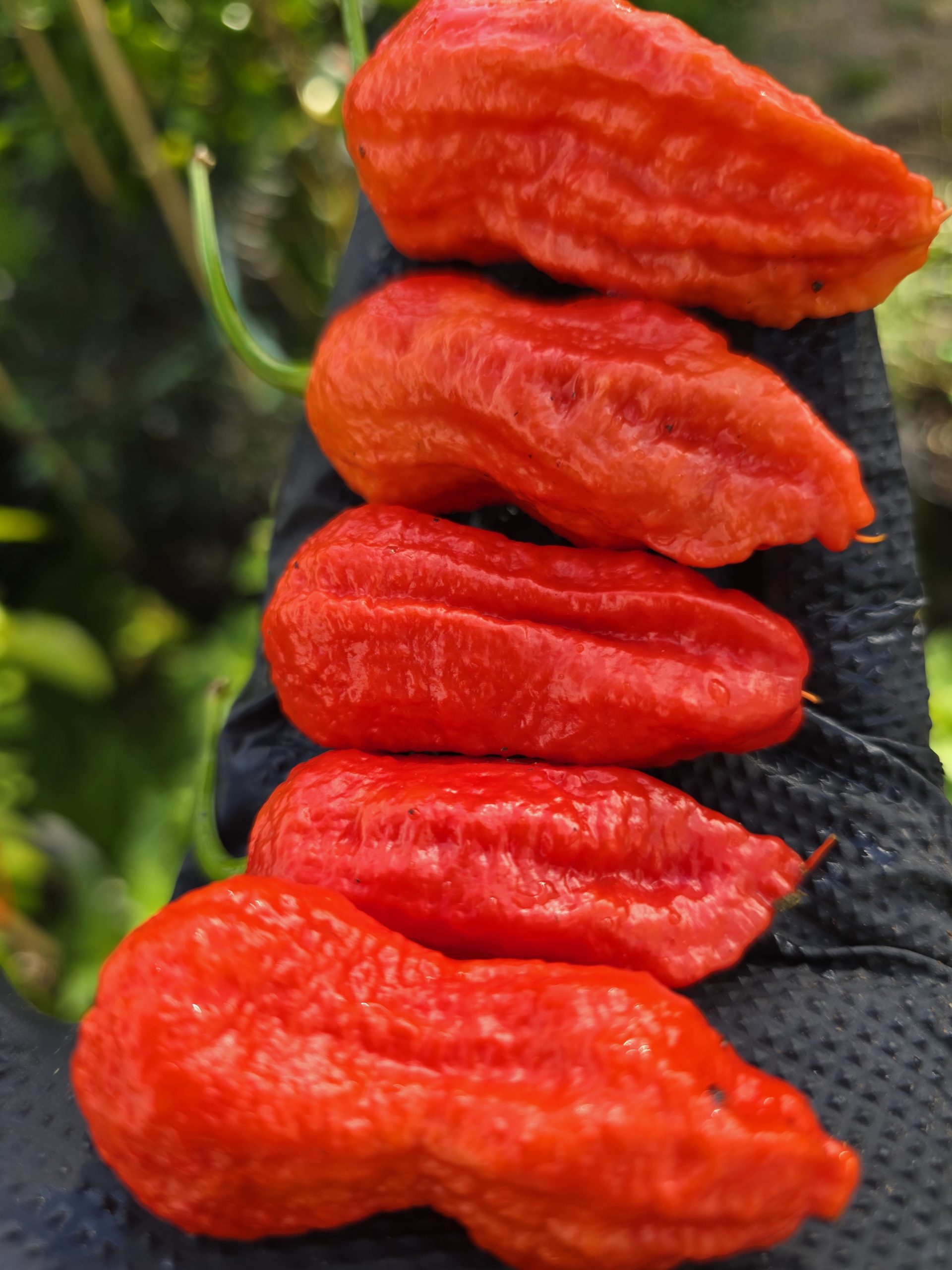 Burmese Naga Chilli Seeds - Image 7