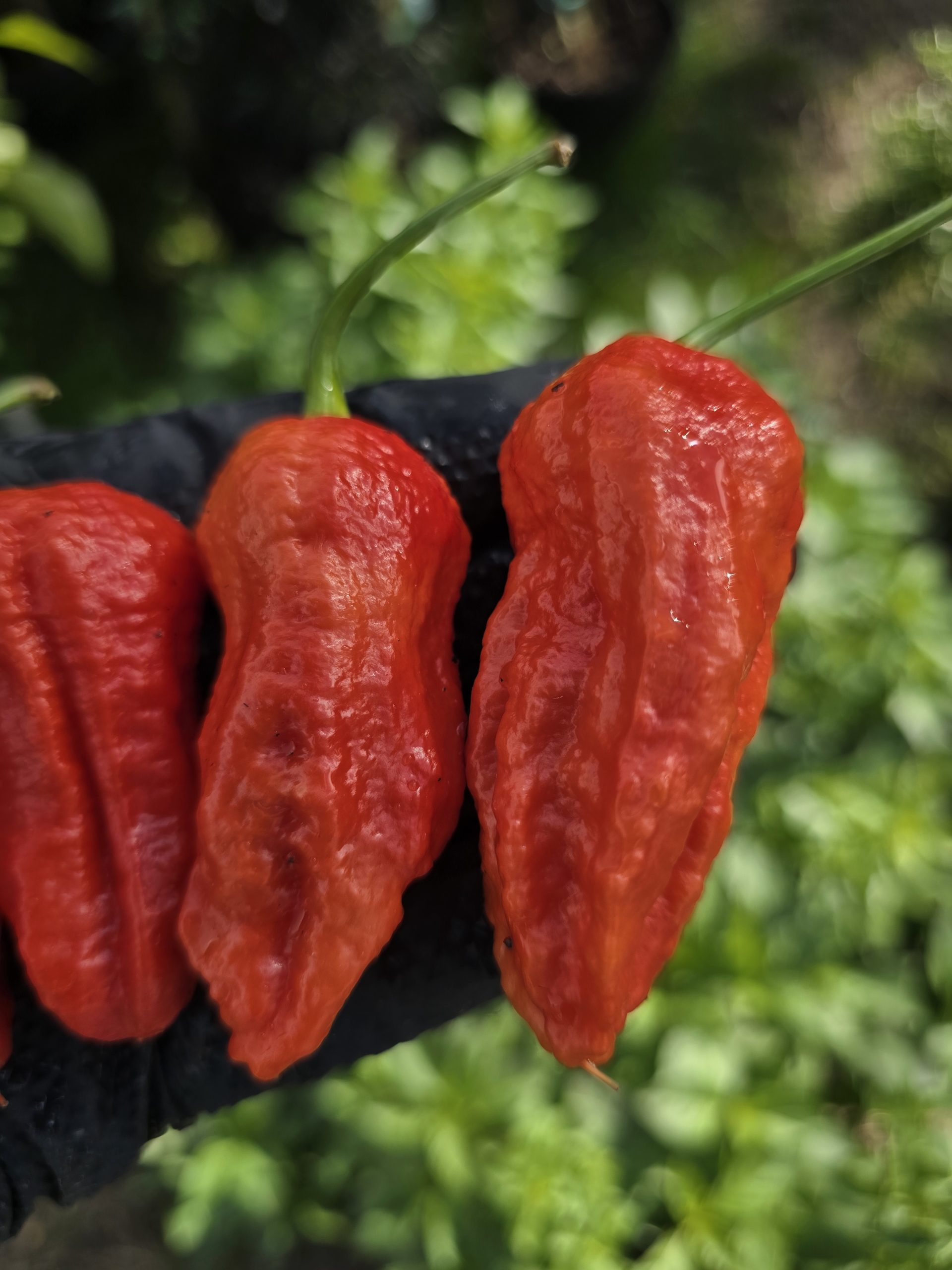 Burmese Naga Chilli Seeds - Image 6