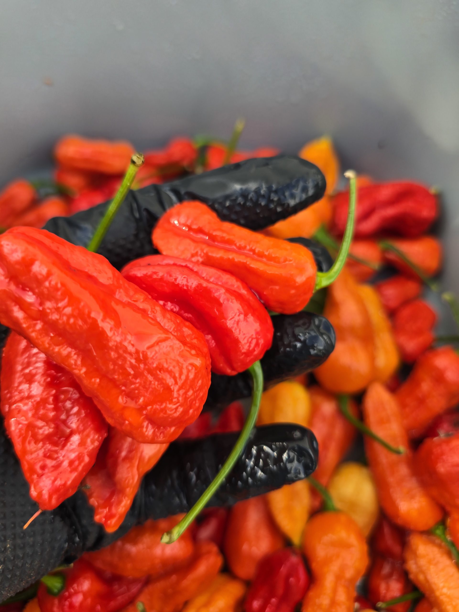 Burmese Naga Chilli Seeds - Image 5