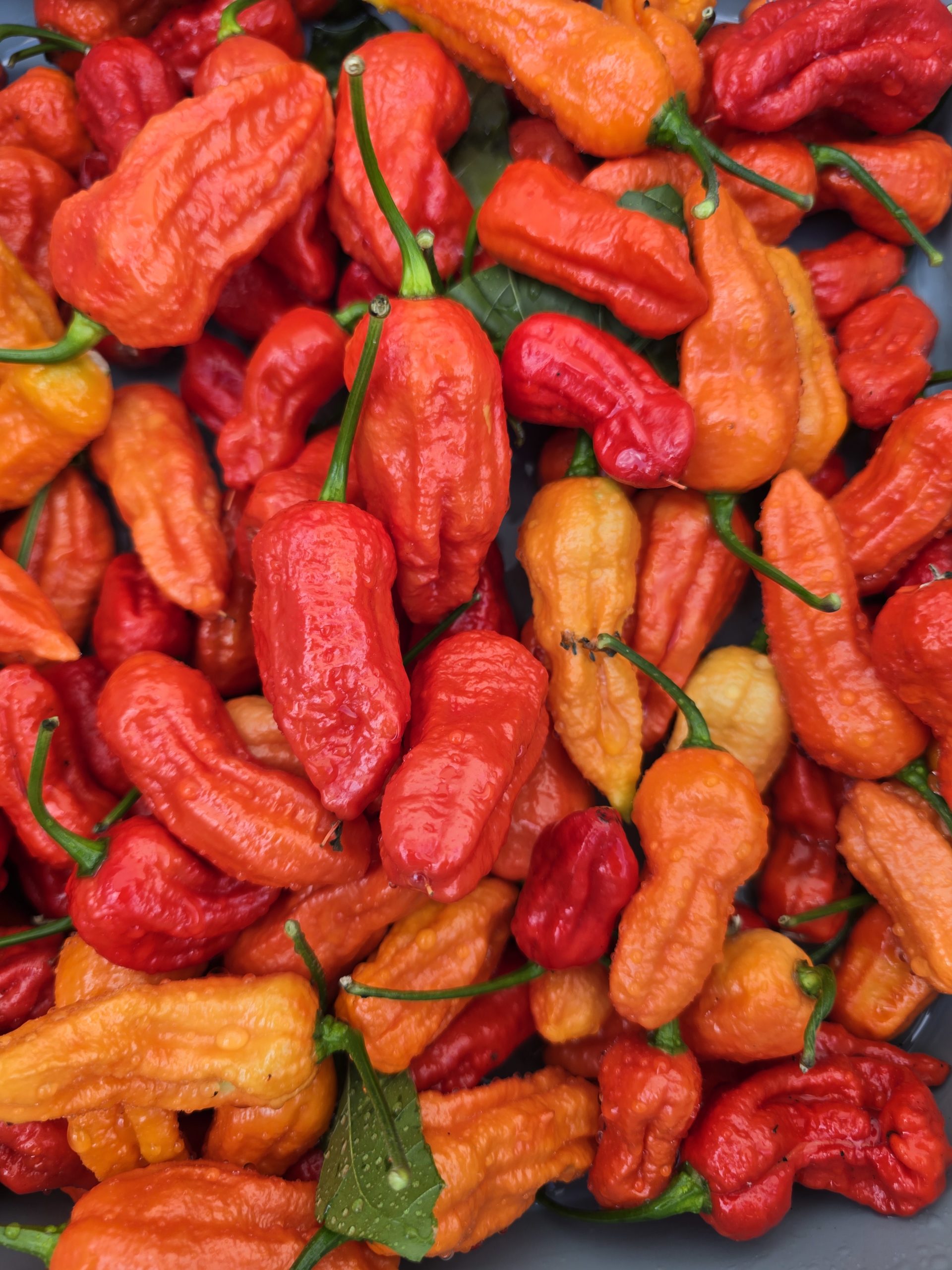 Burmese Naga Chilli Seeds - Image 4