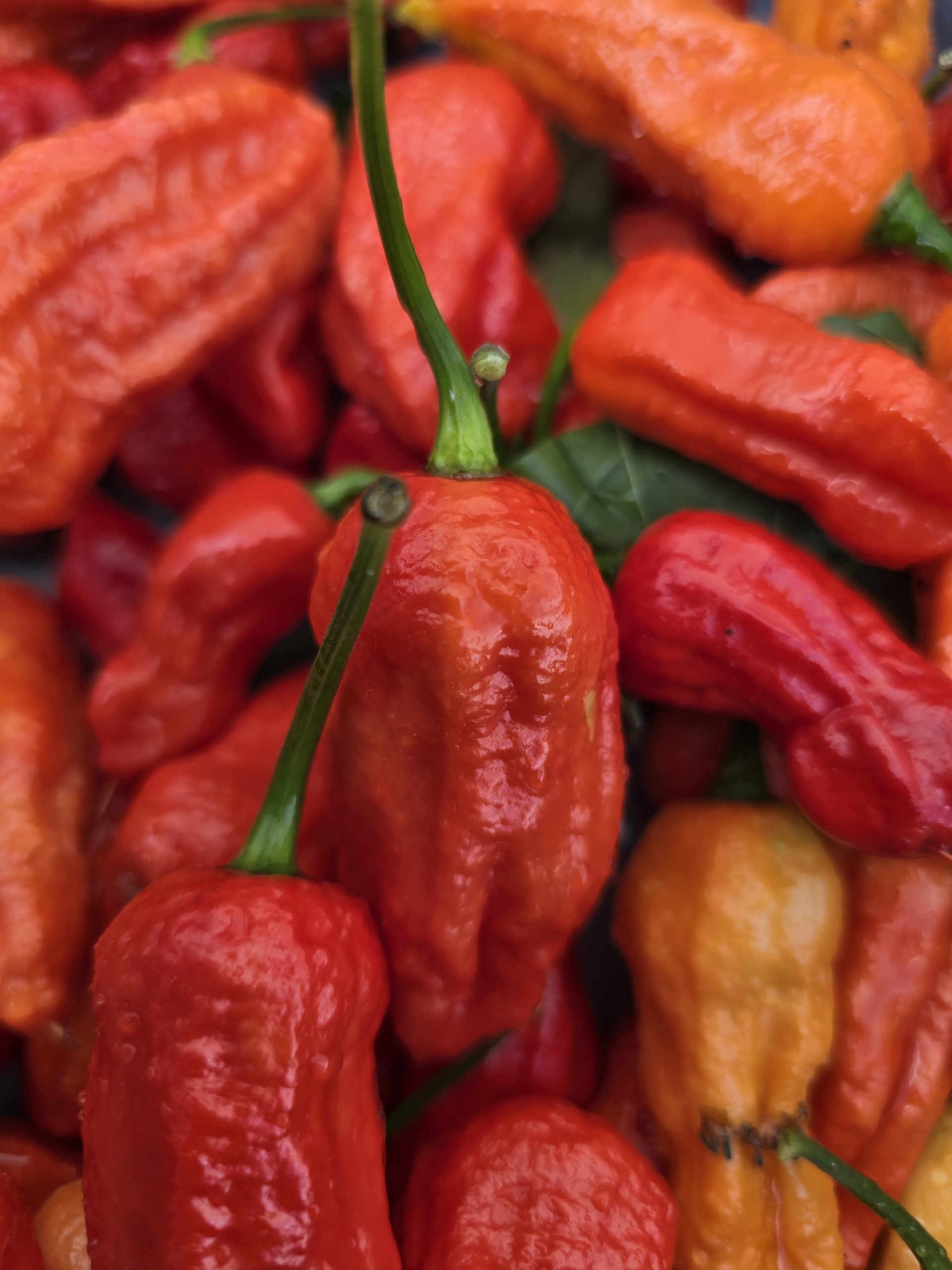 Burmese Naga Chilli Seeds - Image 3