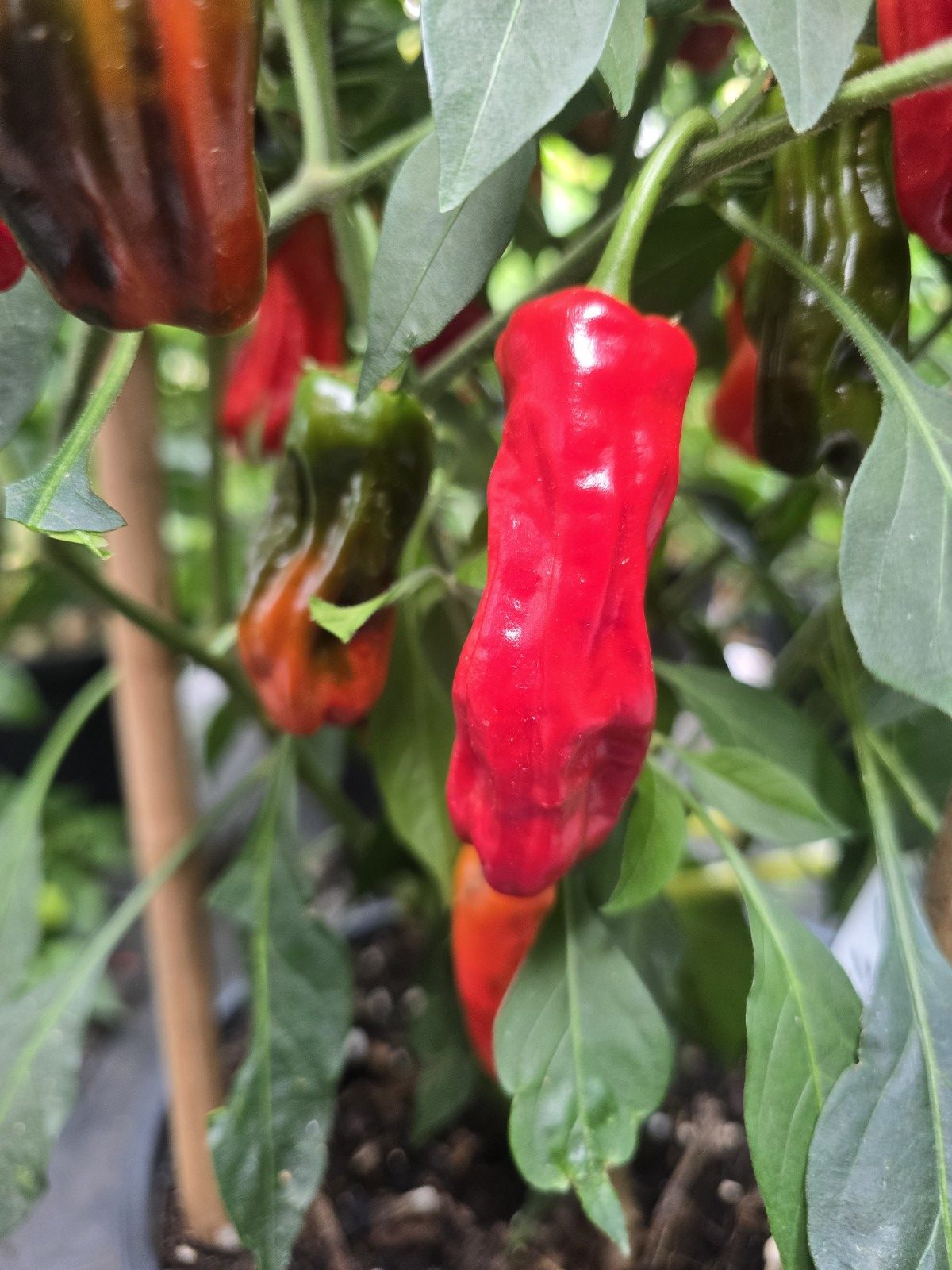 Costeño Rojo Chilli Seeds - Image 4