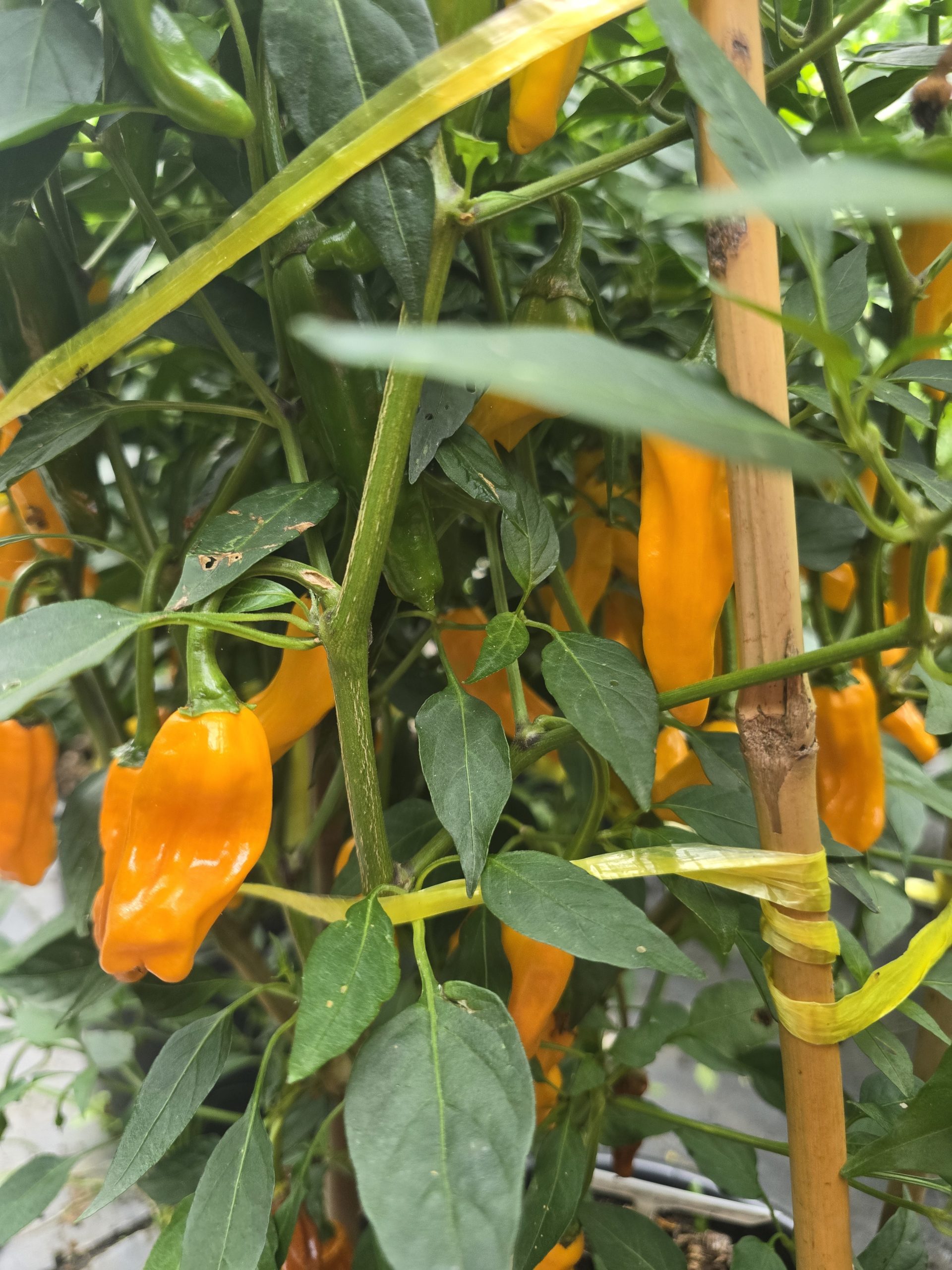 Chilli Costeño Amarillo Chilli Seeds - Image 5