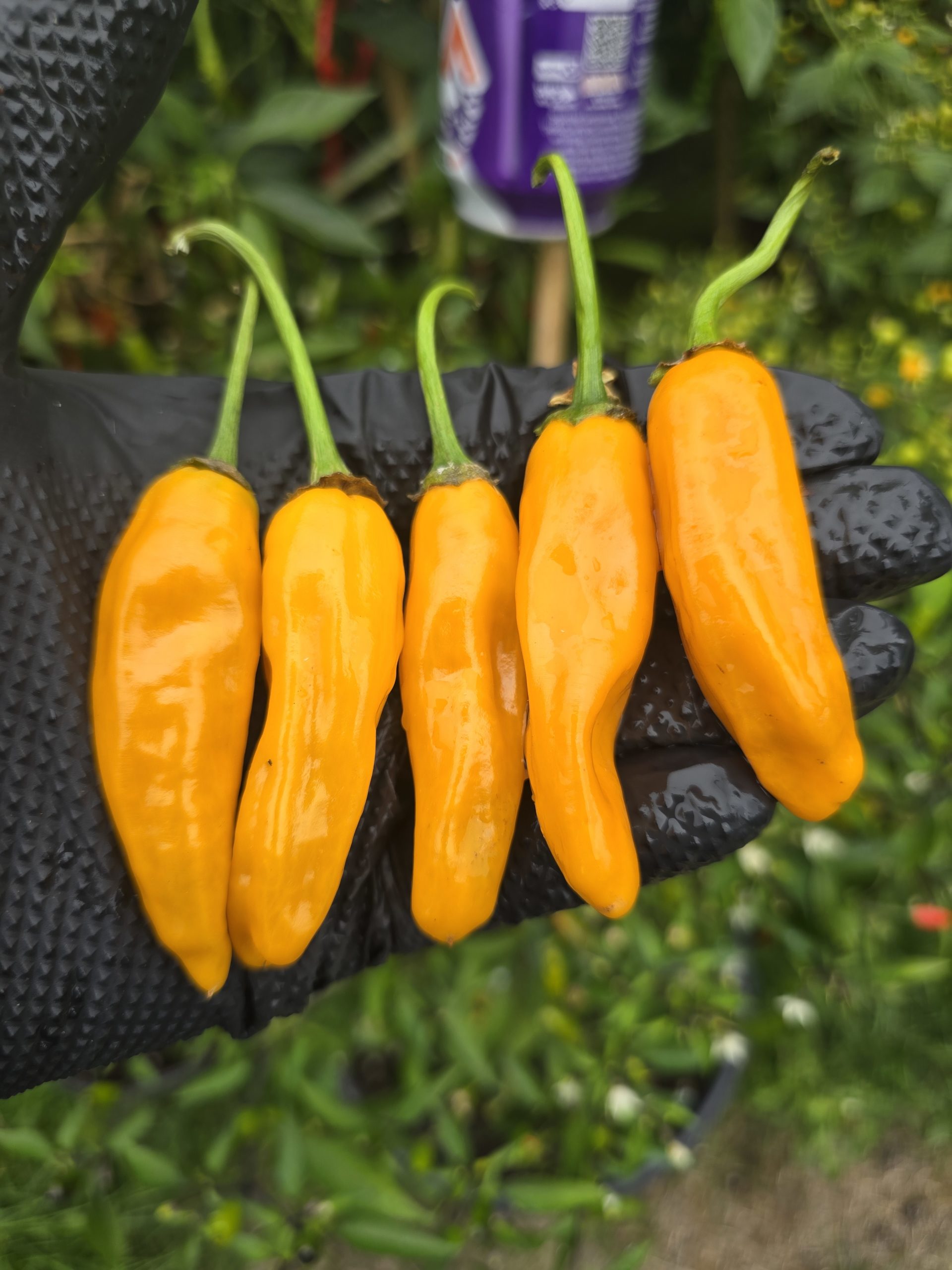 Chilli Costeño Amarillo Chilli Seeds - Image 6