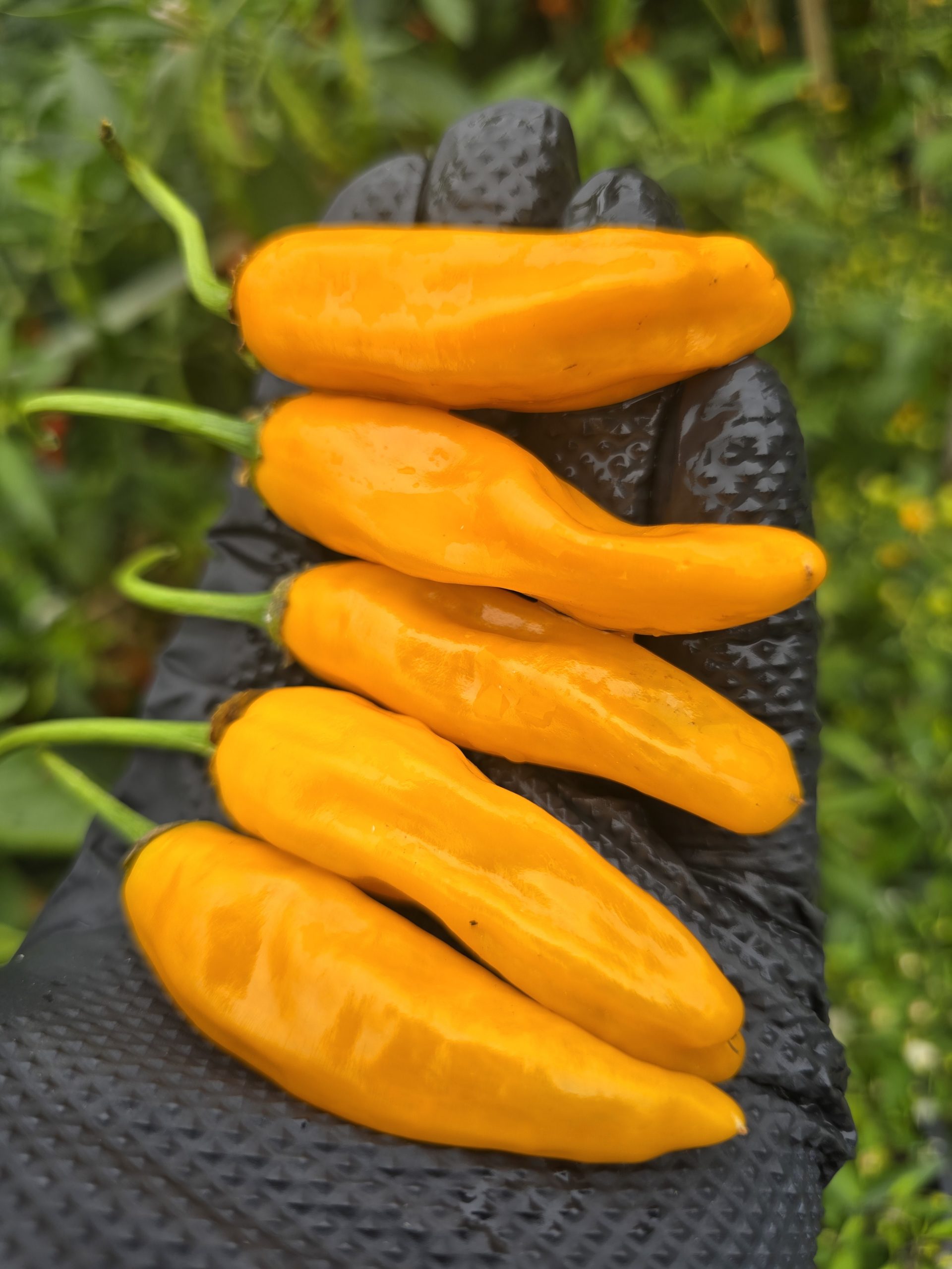 Chilli Costeño Amarillo Chilli Seeds - Image 2