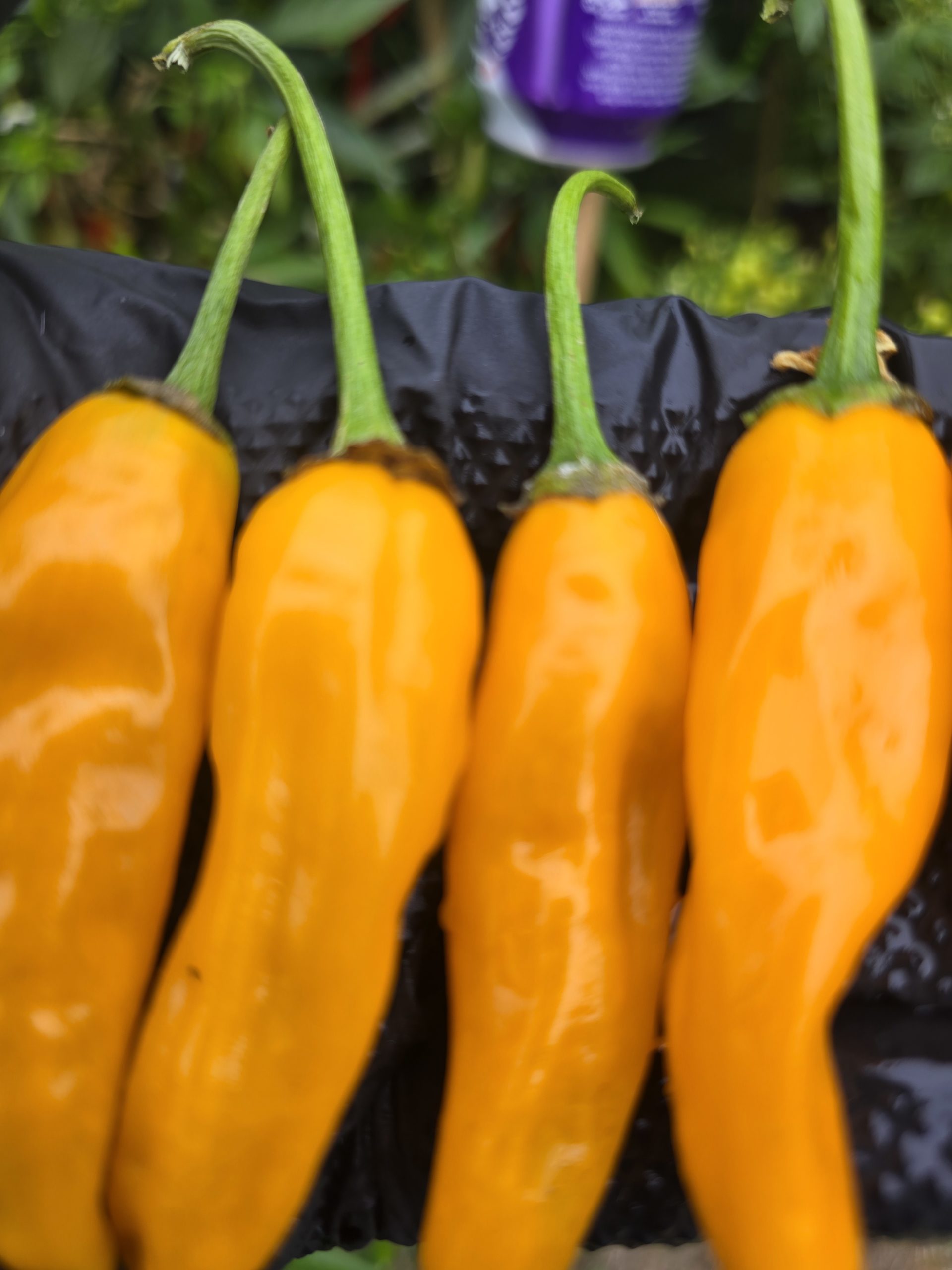 Chilli Costeño Amarillo Chilli Seeds - Image 3