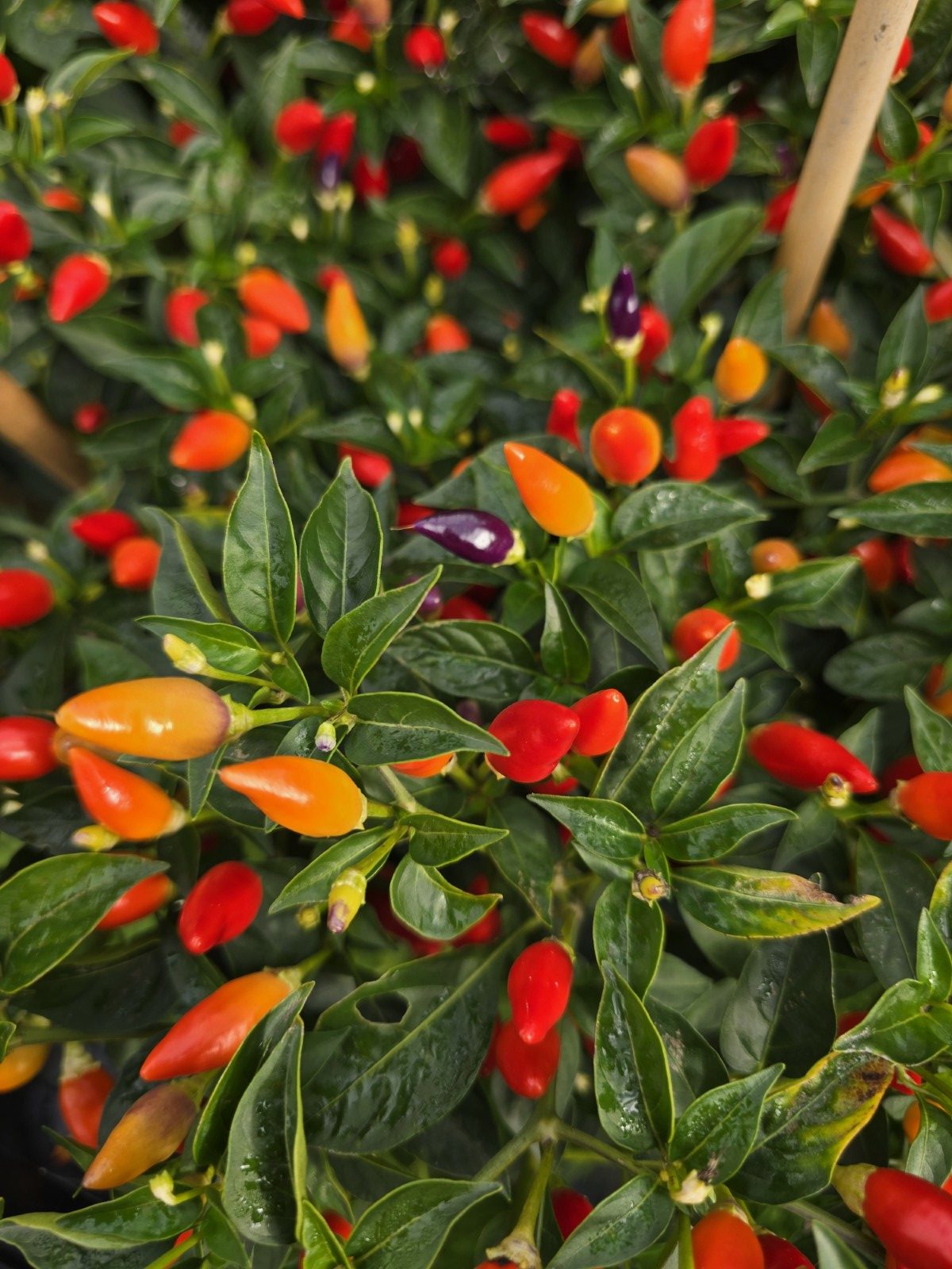 Numex Twilight Chilli Seeds - Image 7