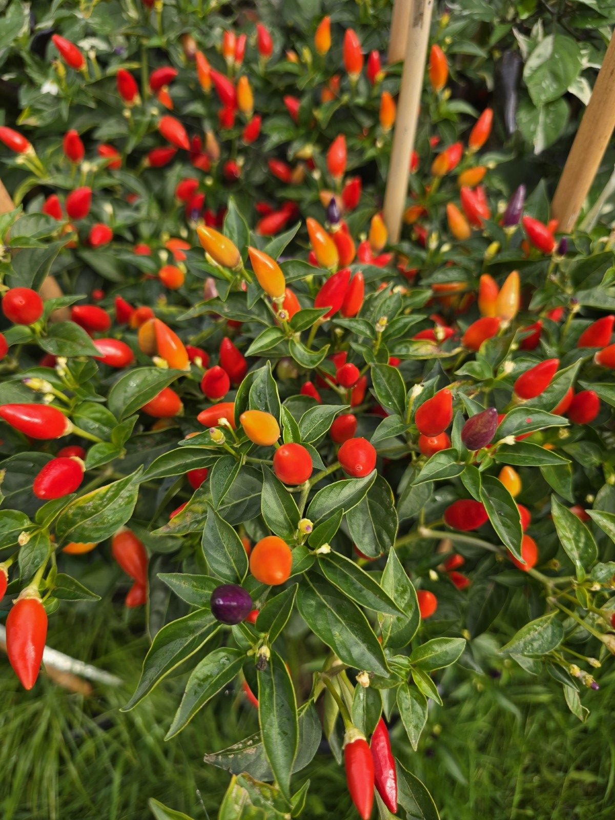 Numex Twilight Chilli Seeds - Image 8