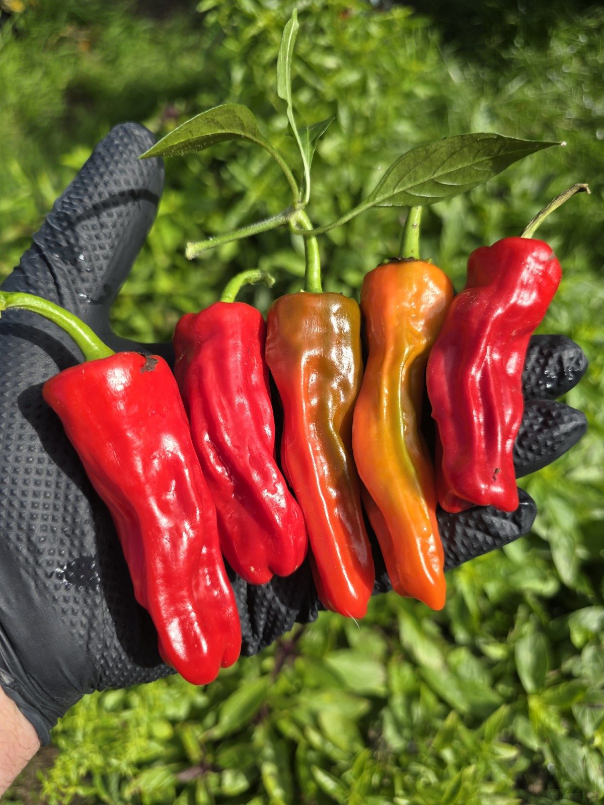 Costeño Rojo Chilli Seeds - Image 5