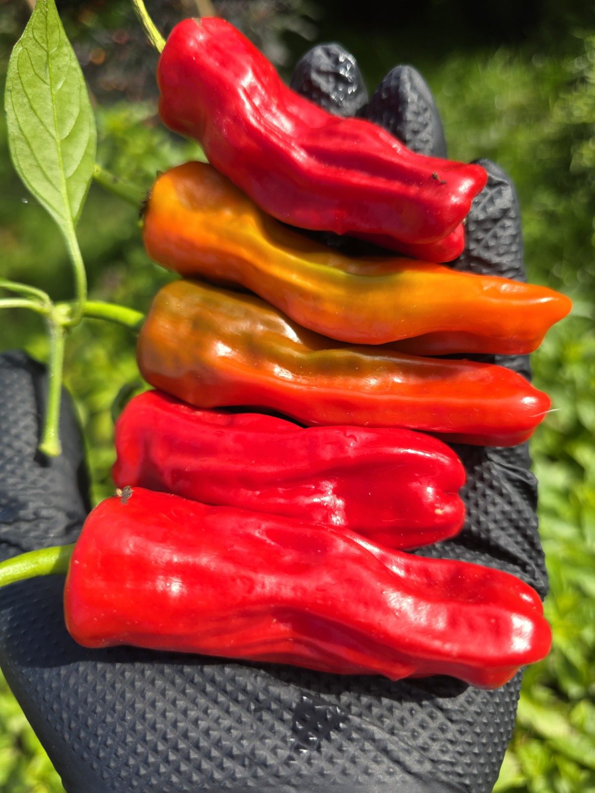 Costeño Rojo Chilli Seeds - Image 2