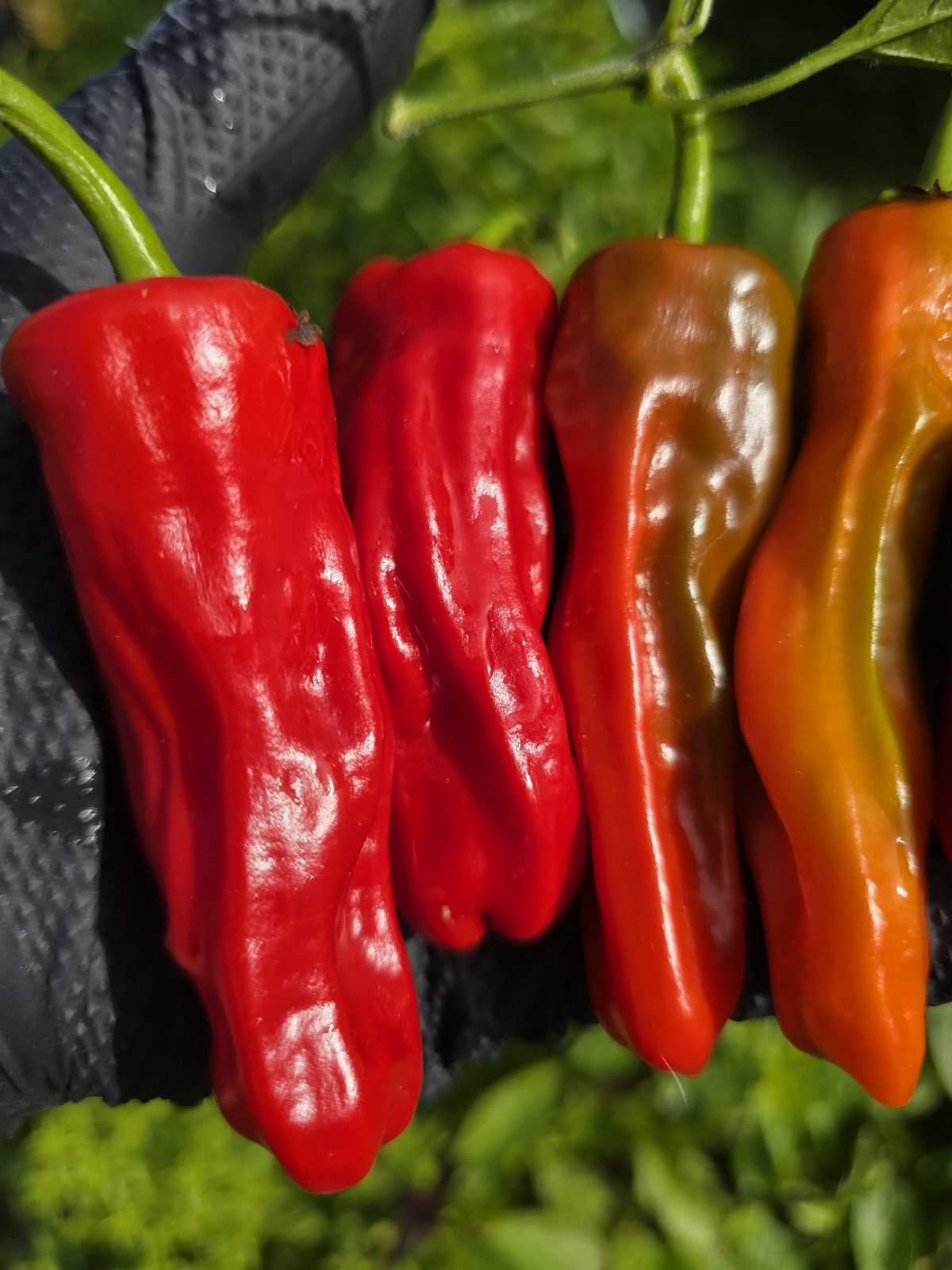 Costeño Rojo Chilli Seeds - Image 3
