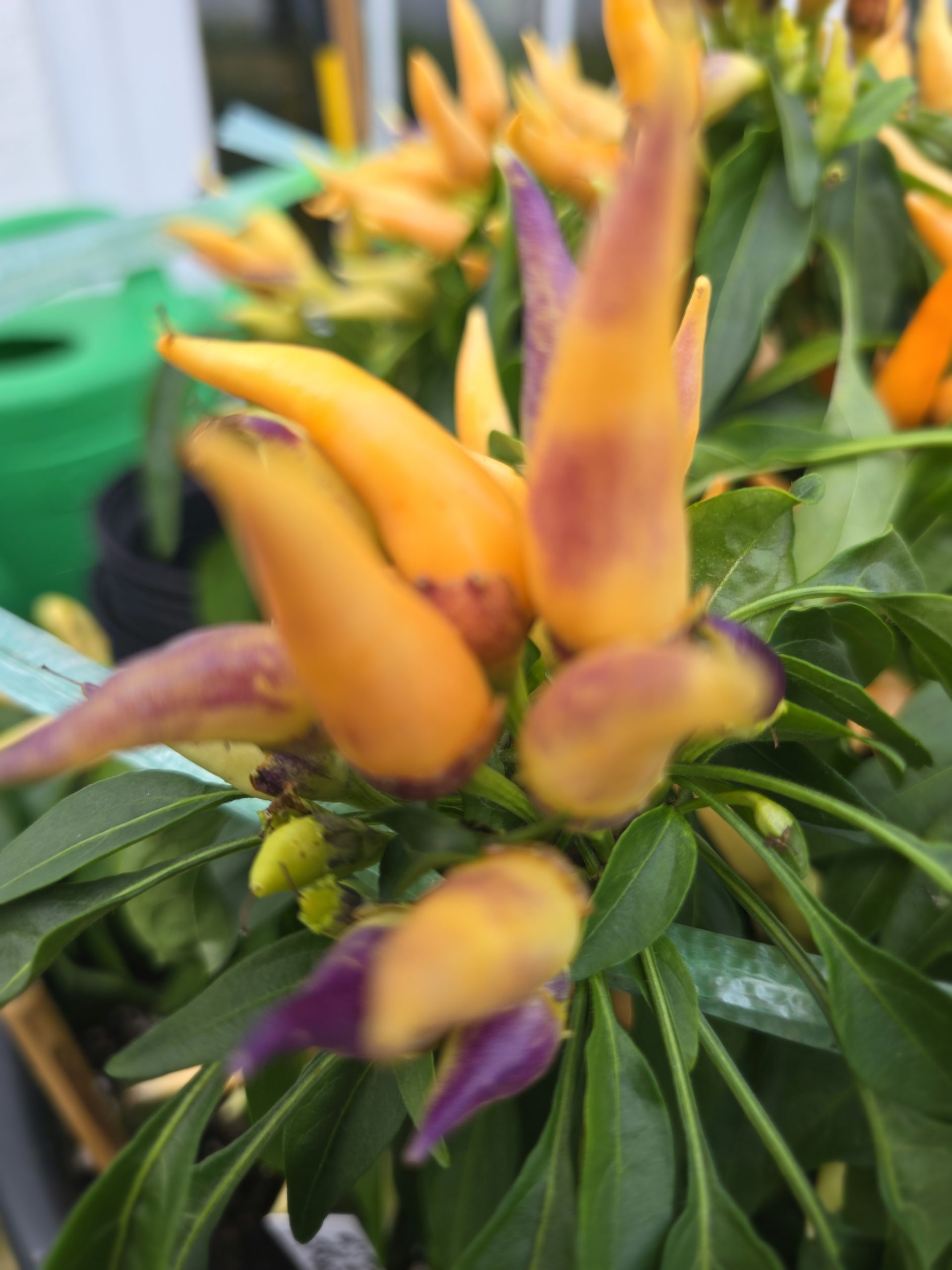 F6 Bleeding Rawit White × Maya Purple Passion - Image 4