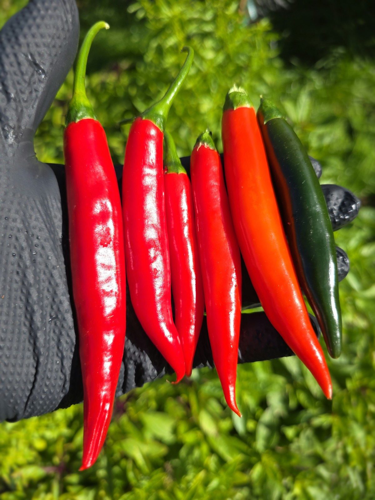 Prik Chi Mun Thai Chilli Seeds - Image 3