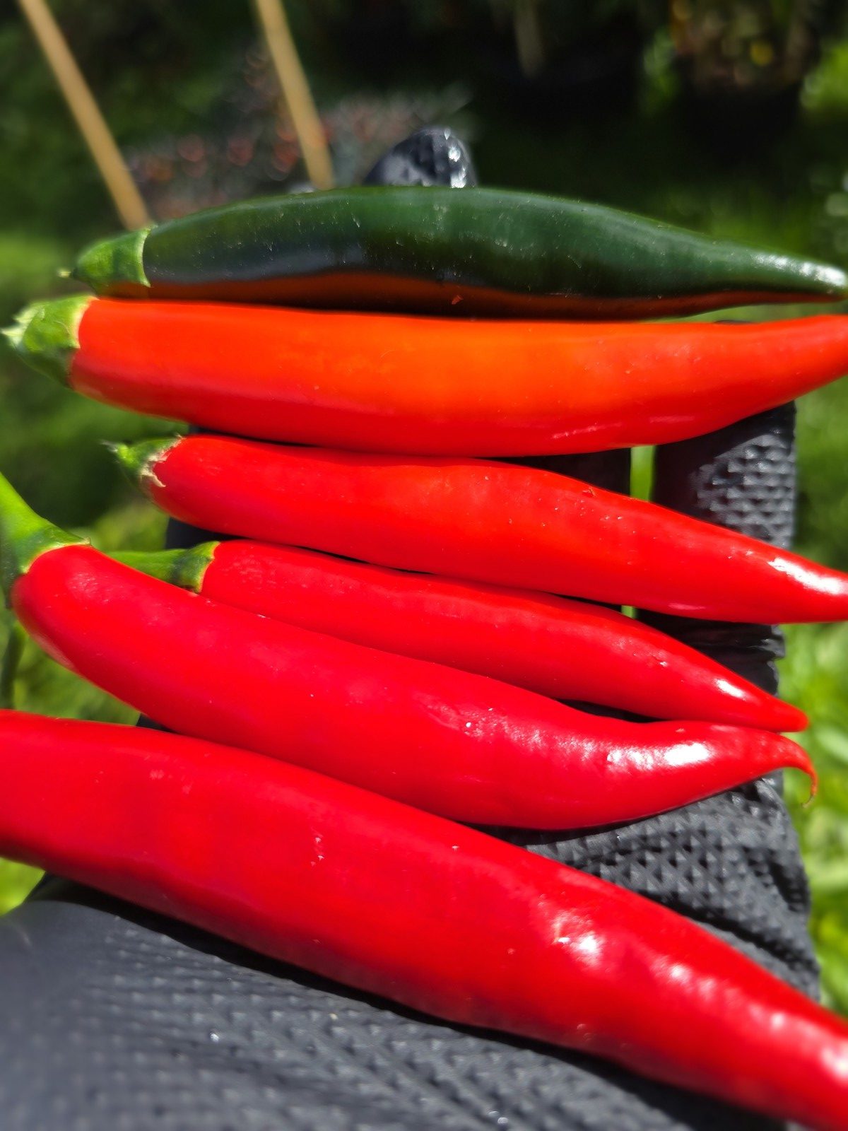 Prik Chi Mun Thai Chilli Seeds - Image 4