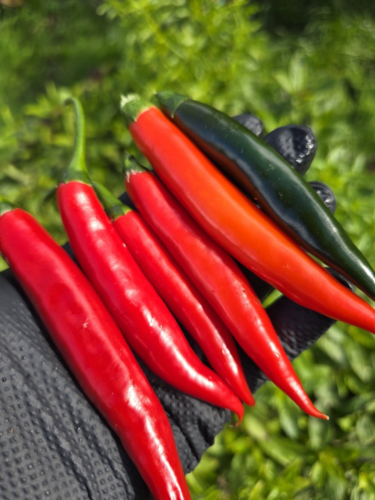 Prik Chi Mun Thai Chilli Seeds - Image 5