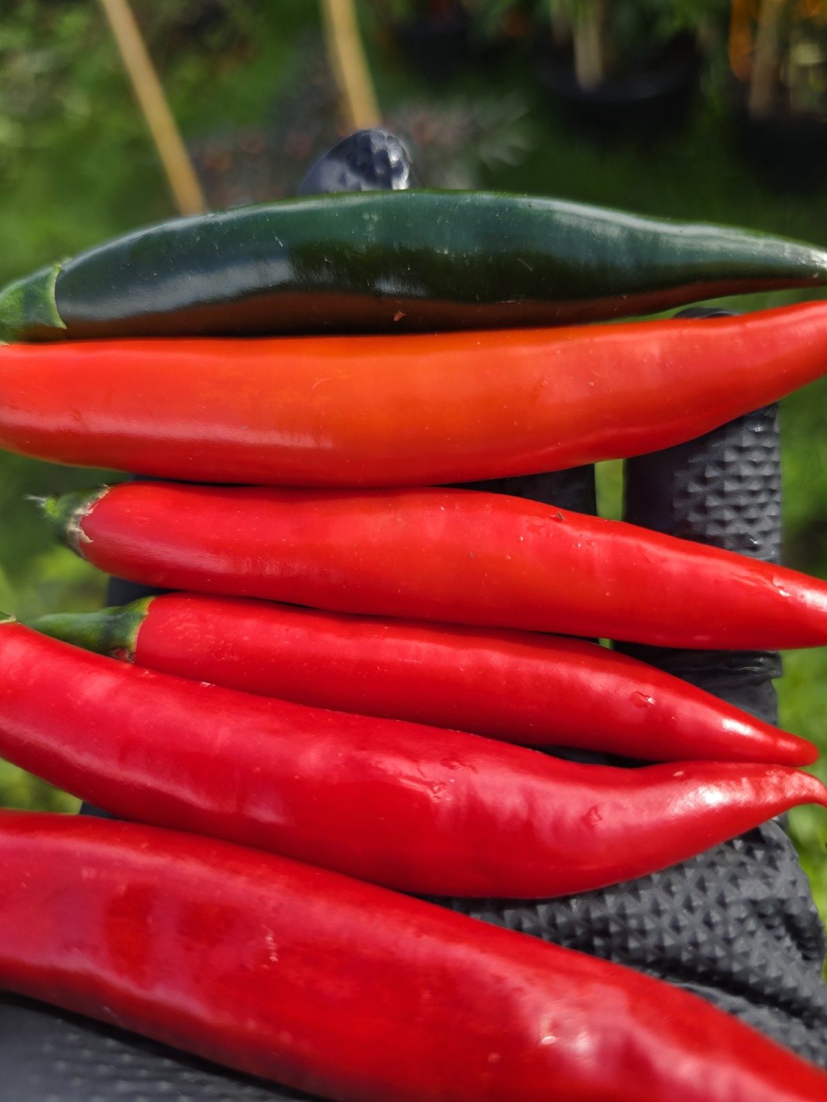 Prik Chi Mun Thai Chilli Seeds - Image 2