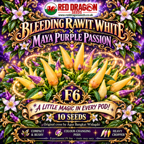 F6 Bleeding Rawit White × Maya Purple Passion