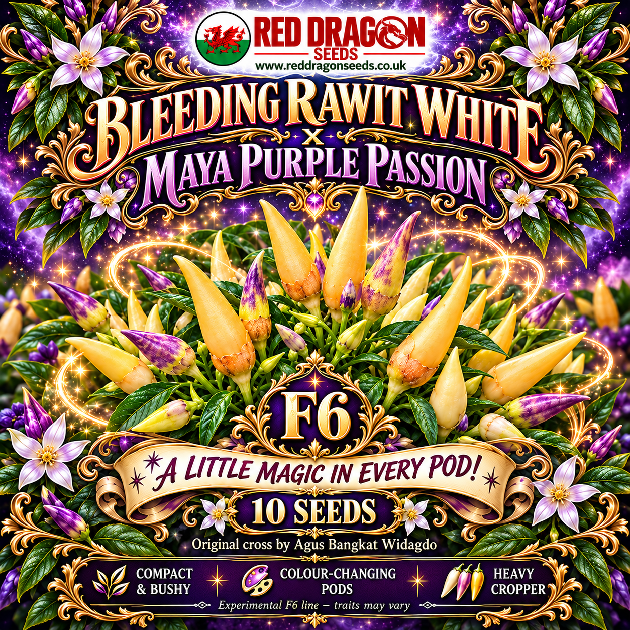 F6 Bleeding Rawit White × Maya Purple Passion