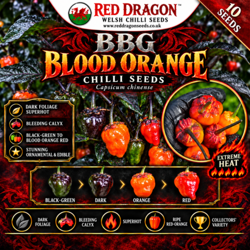 BBG Blood Orange Chilli Seeds