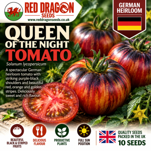 Queen of the Night Tomato Seeds