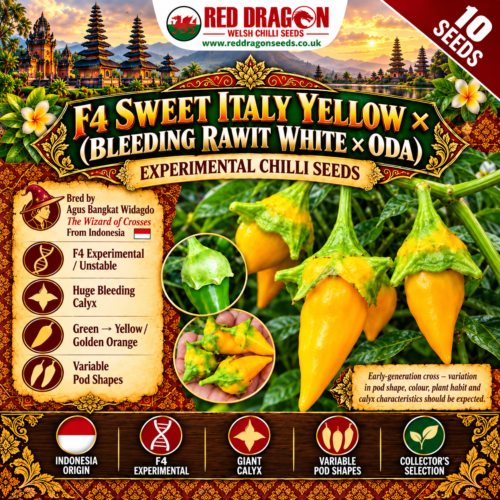 F4 Sweet Italy Yellow × (Bleeding Rawit White × Oda) Chilli Seeds