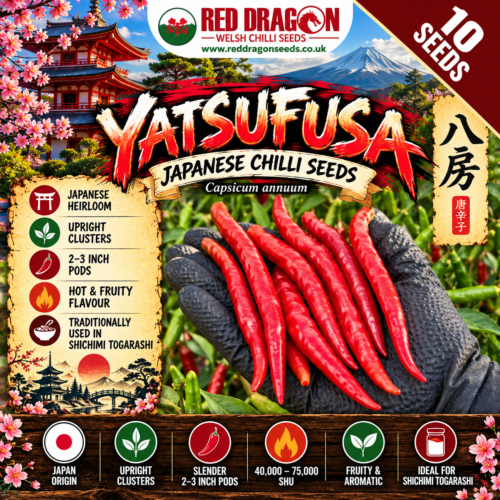 Yatsufusa Japanese Chilli Seeds