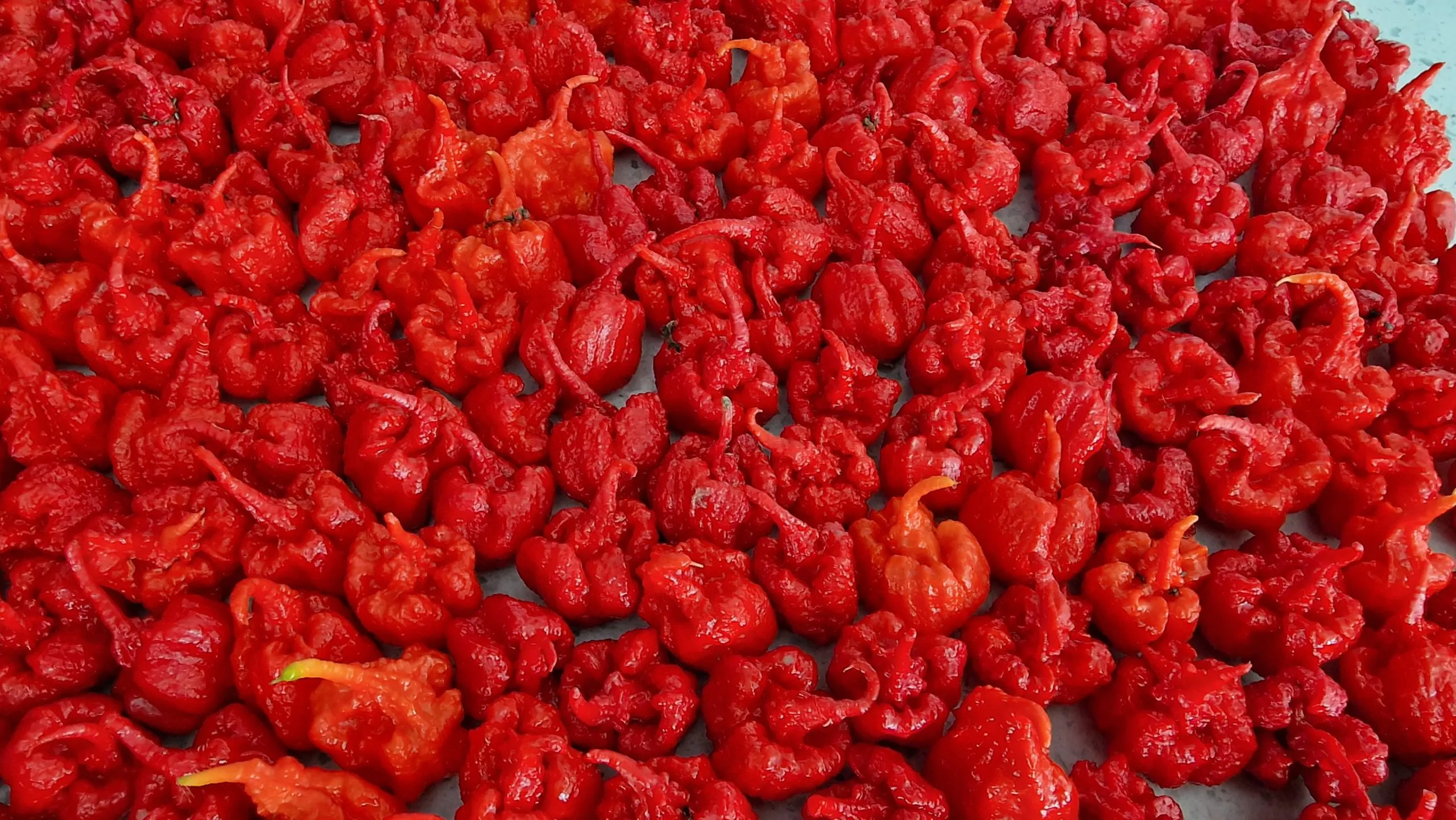 Carolina Reaper Chilli Seeds