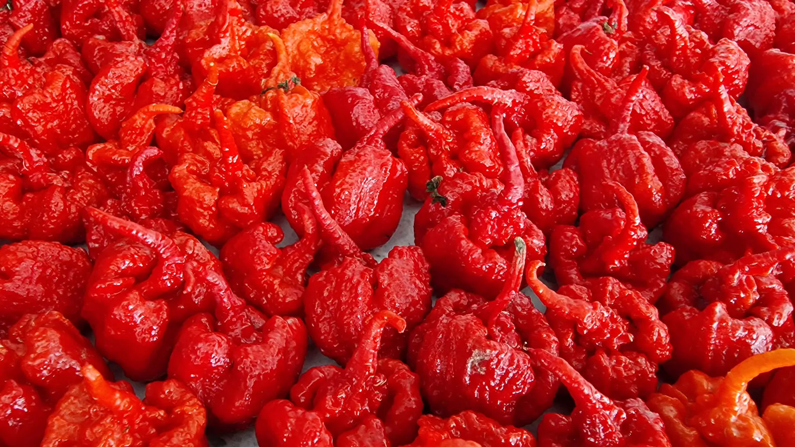 Carolina Reaper Chilli Seeds - Image 17