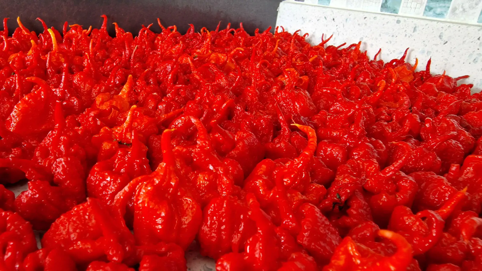 Carolina Reaper Chilli Seeds - Image 14