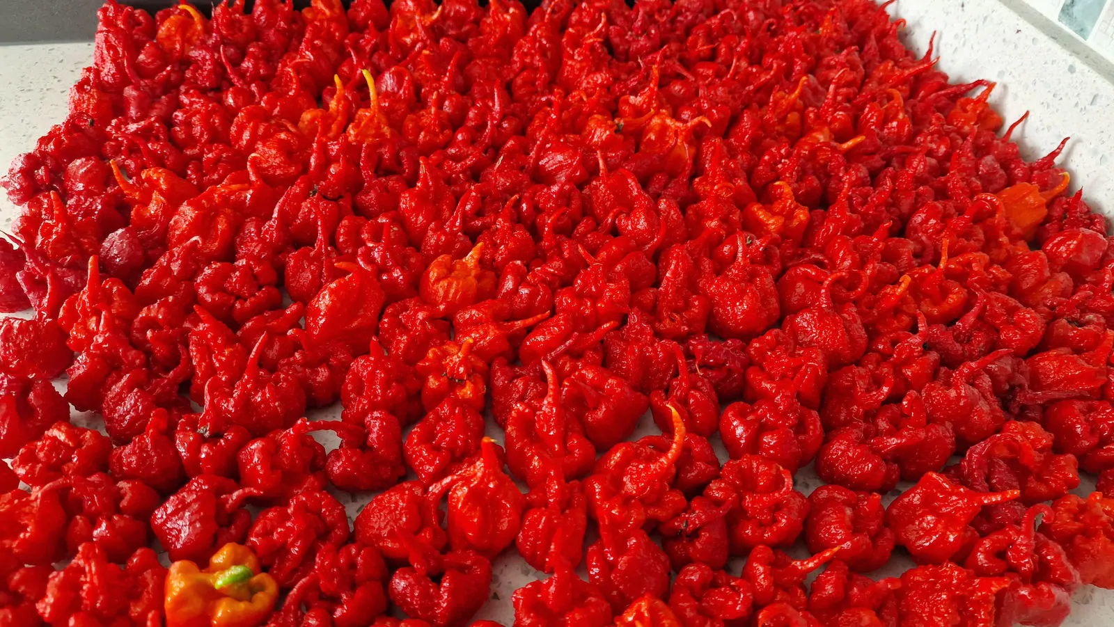 Carolina Reaper Chilli Seeds - Image 22