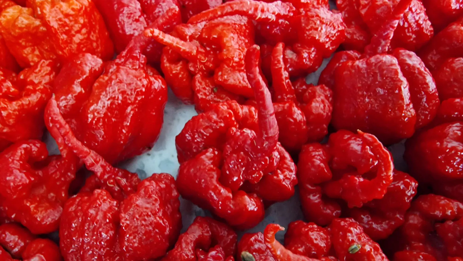 Carolina Reaper Chilli Seeds - Image 21