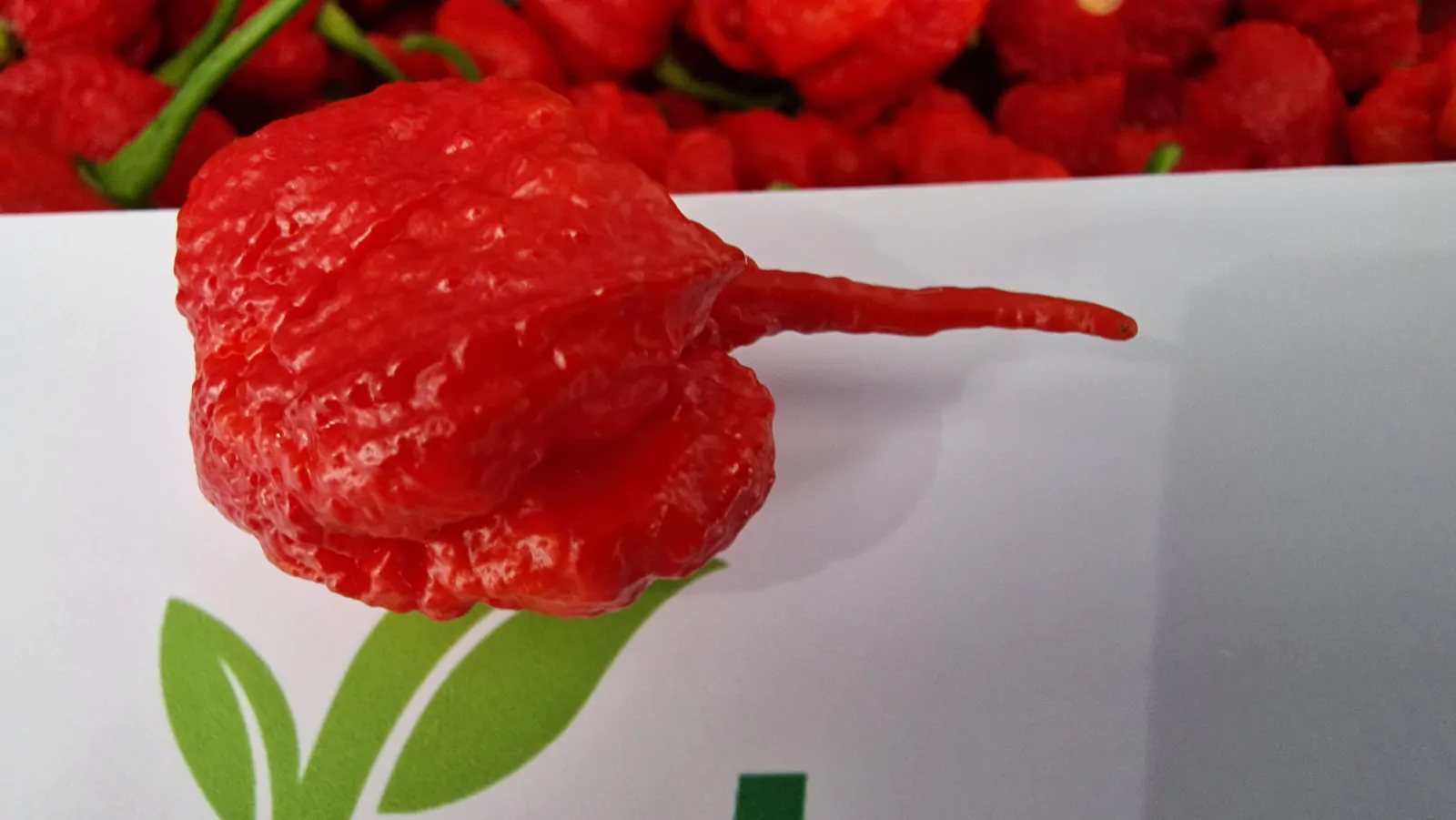 Carolina Reaper Chilli Seeds - Image 16
