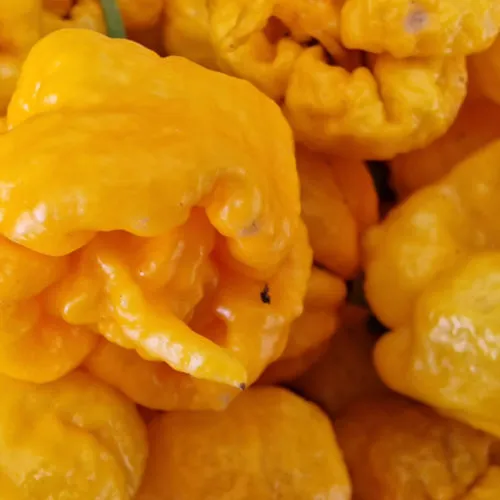Carolina Reaper Yellow Chilli Seeds