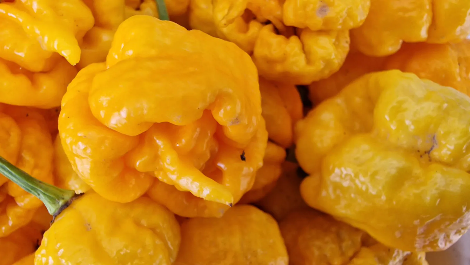 Carolina Reaper Yellow Chilli Seeds