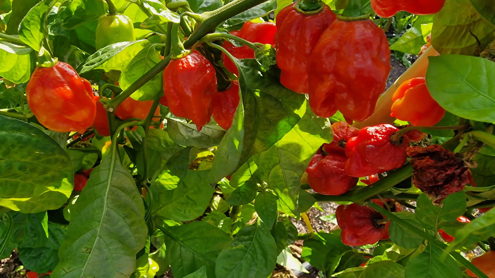 Habanero Red Savina - Image 2