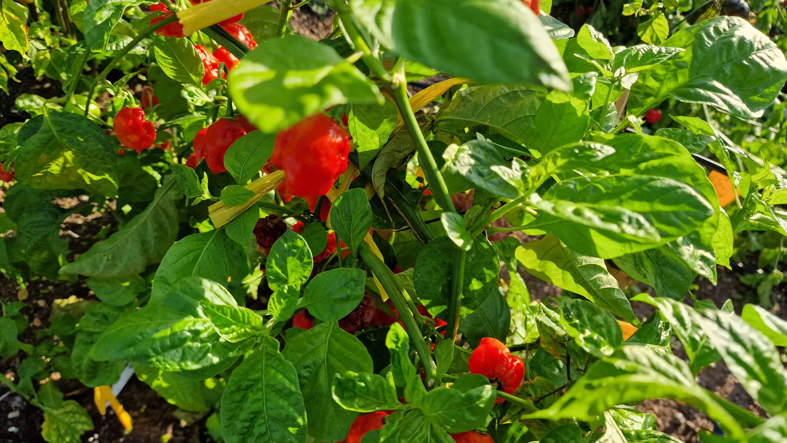 Habanero Red Savina - Image 3