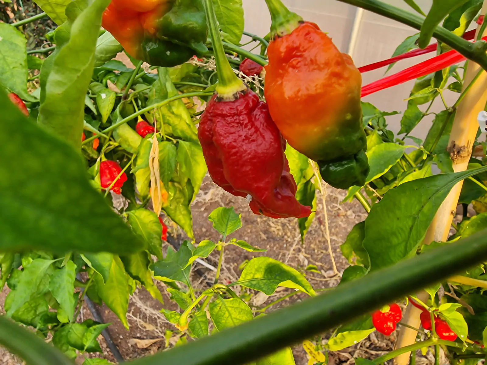 Apocalypse Chilli Seeds