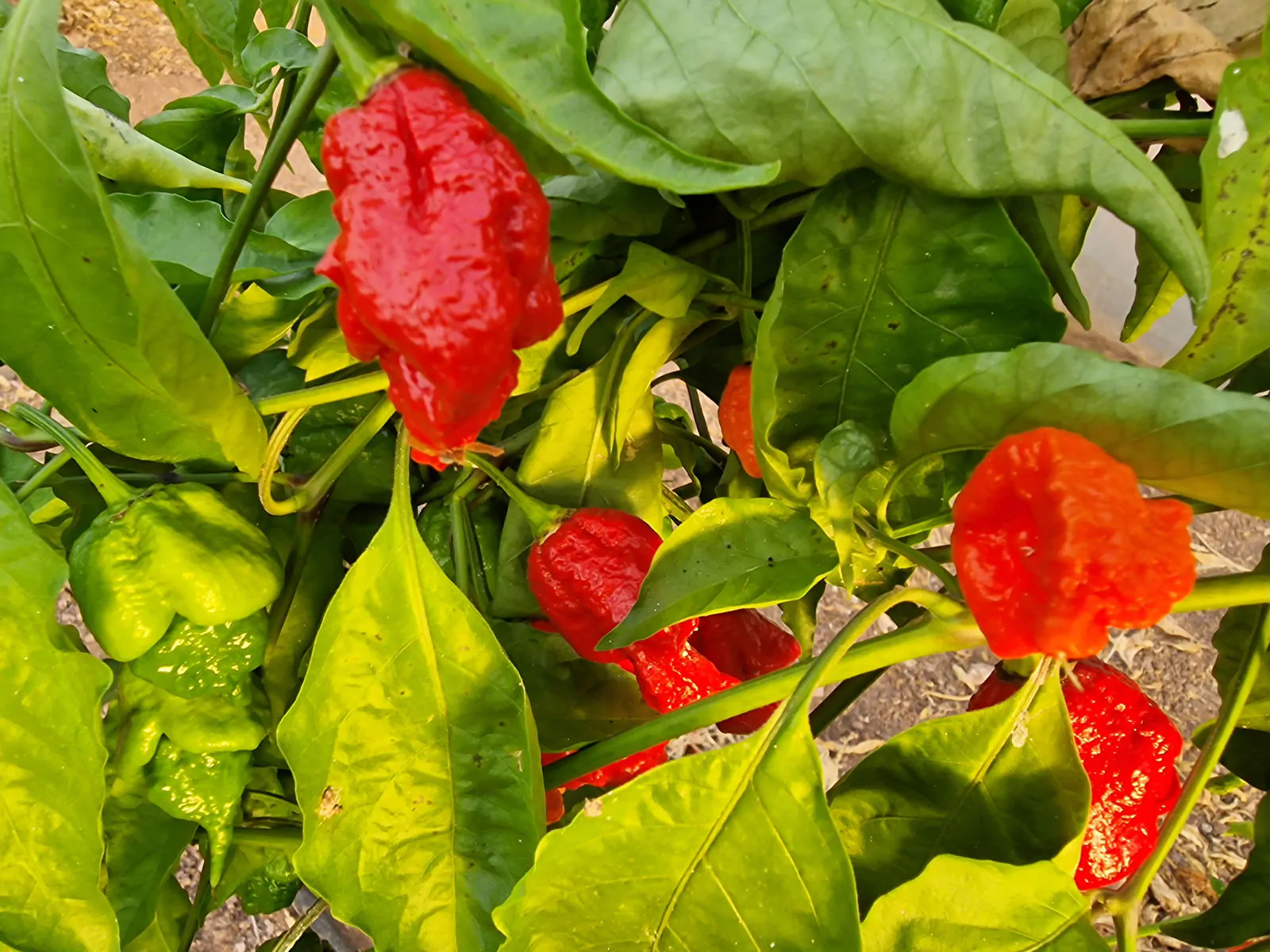 Apocalypse Red Chilli Seeds - Image 12