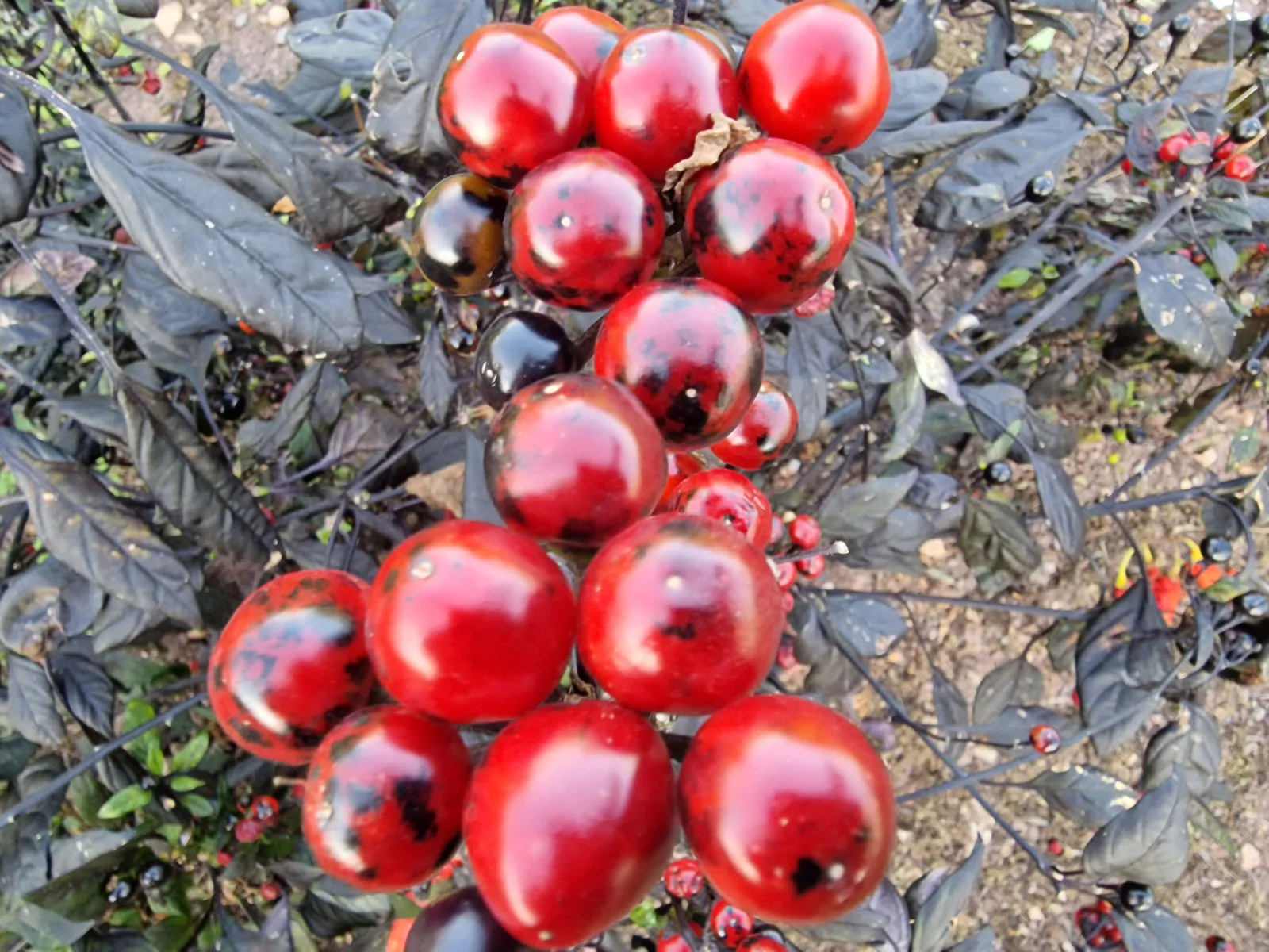 Black Pearl - Image 3