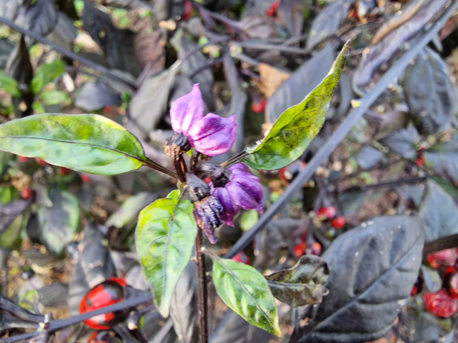 Black Pearl - Image 6