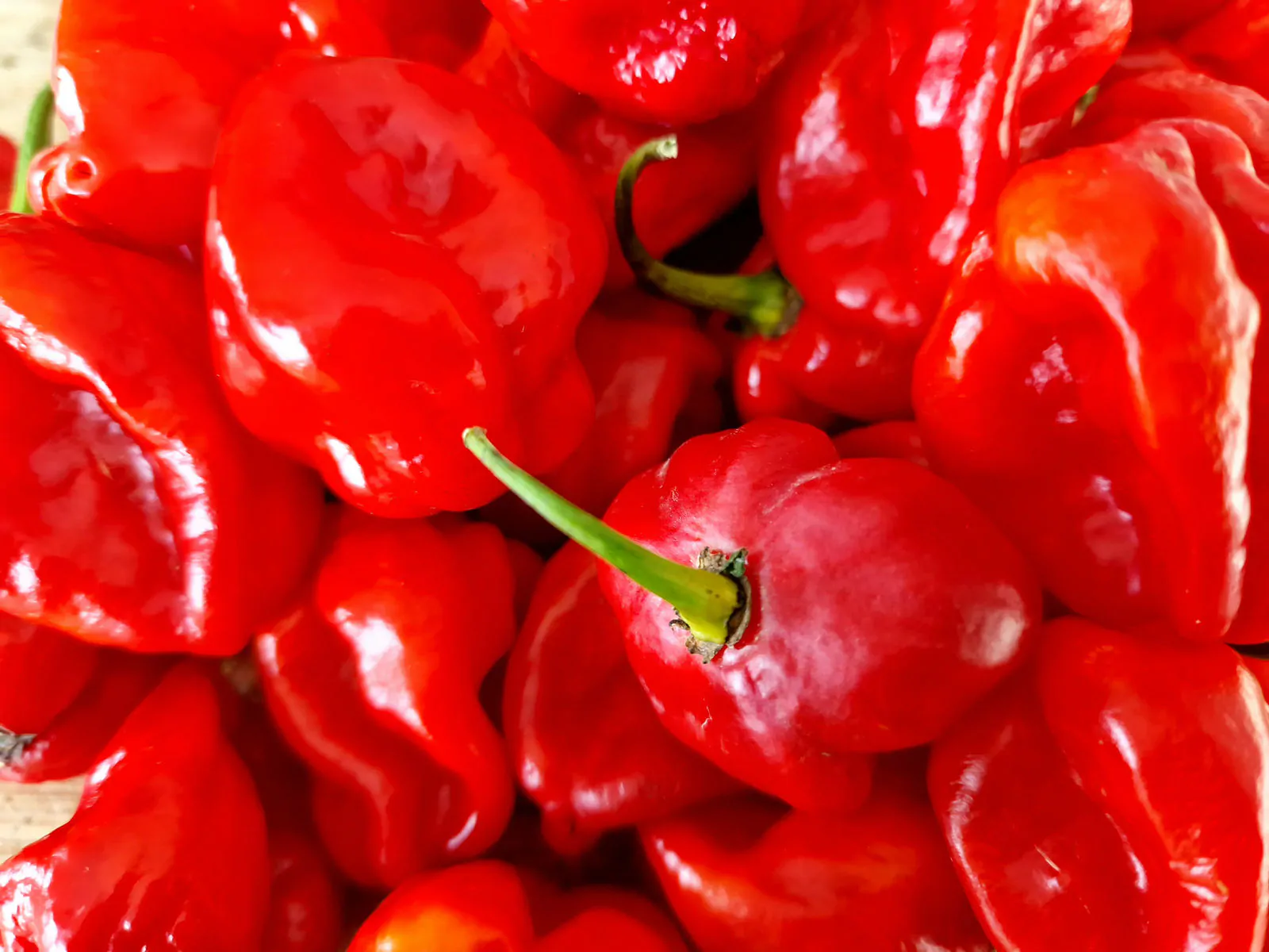 Habanero Chilli Seeds - Image 7