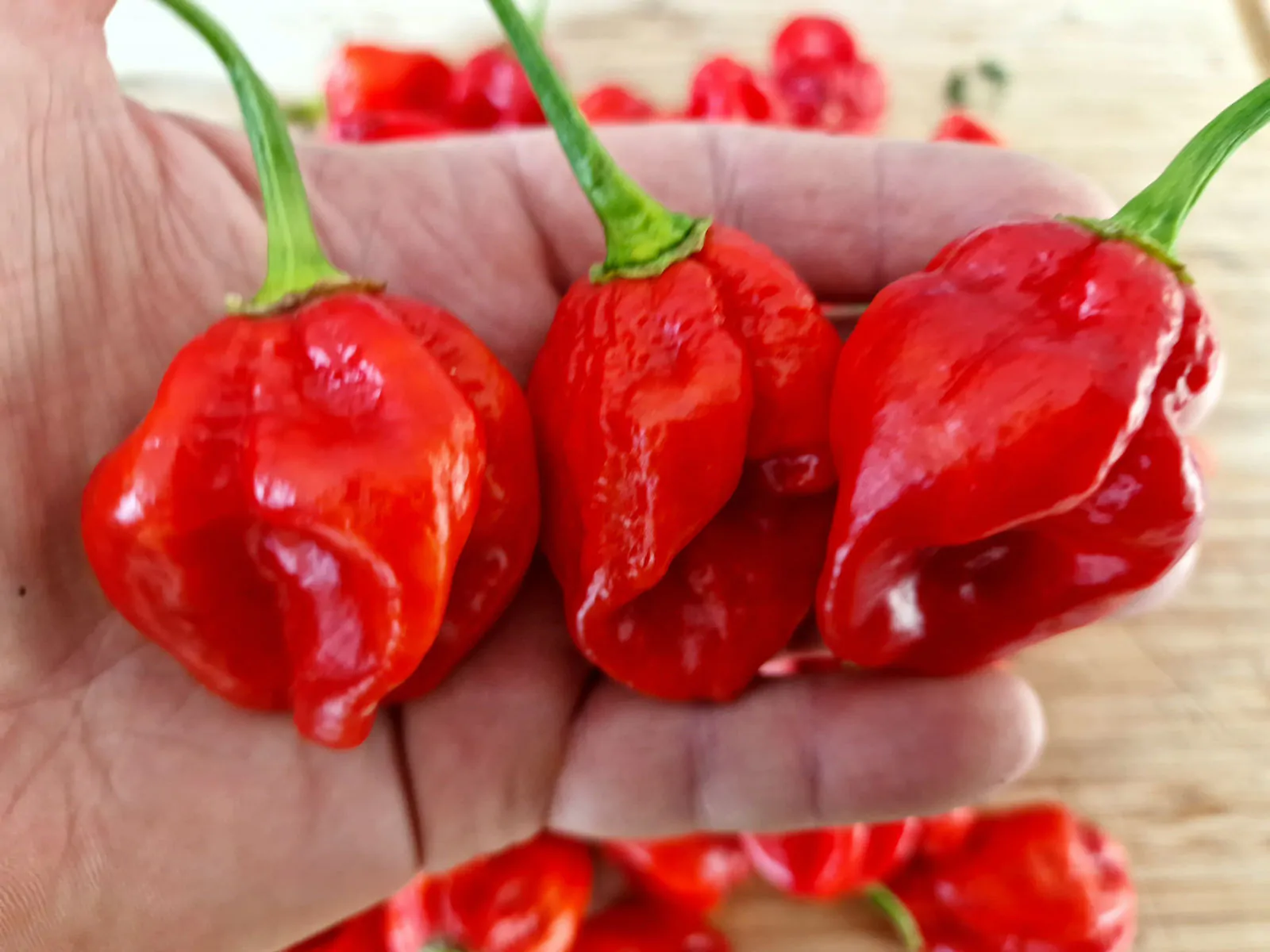 Habanero Chilli Seeds - Image 2