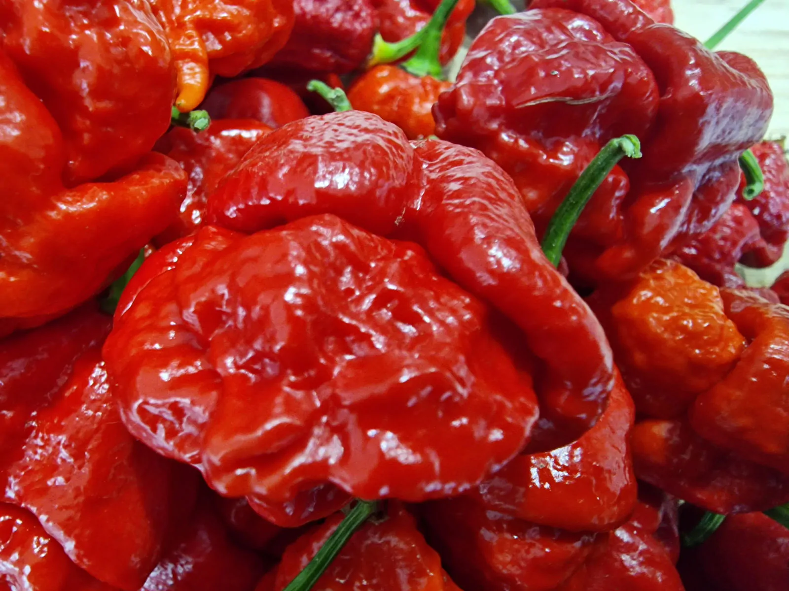 Apocalypse Red Chilli Seeds - Image 6